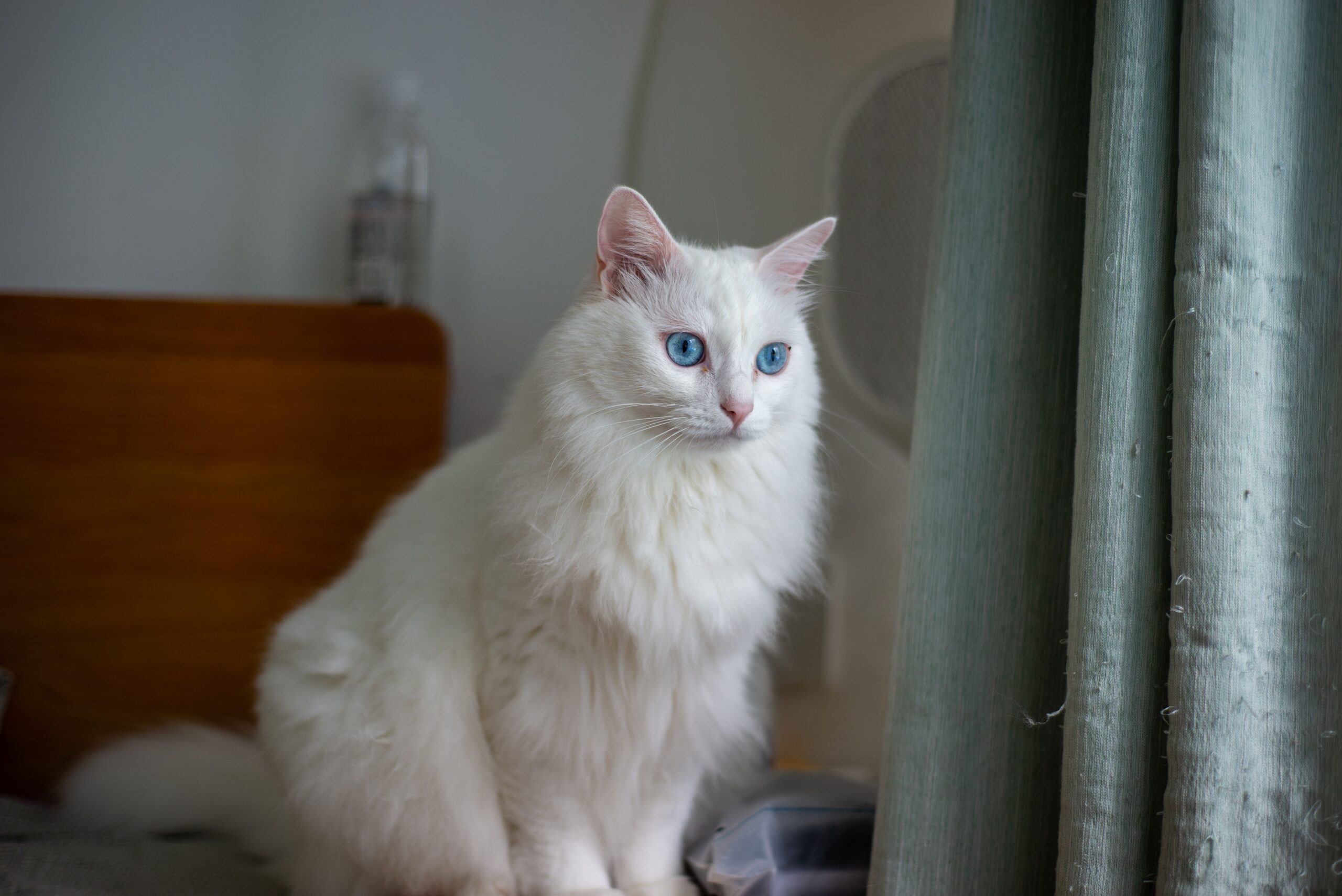 Türkisch Angora beim Spielen – aktive, intelligente und menschenbezogene Katzenrasse
