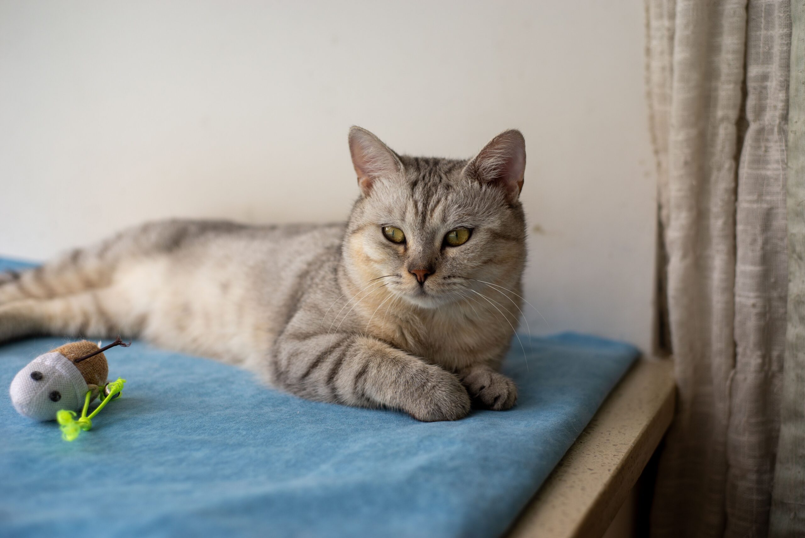 Australian-Mist-Katze liegt entspannt auf einer Decke
