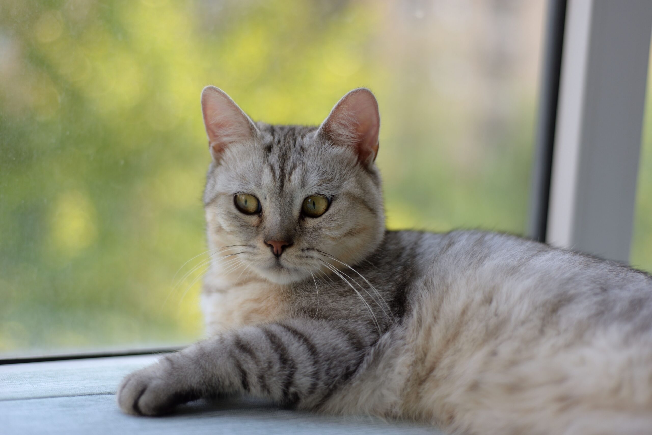 Europäisch Kurzhaar Katze beim Spielen und Erkunden