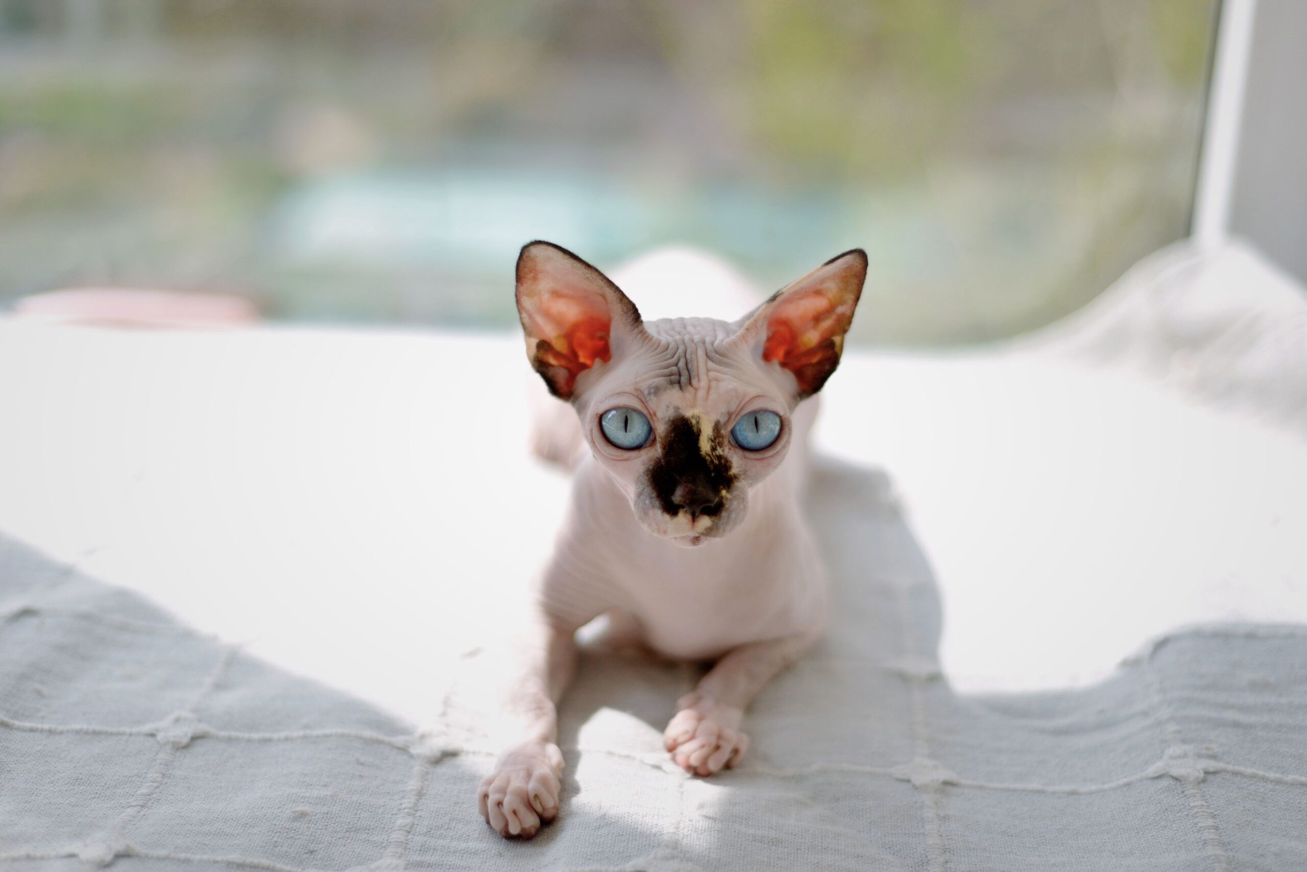 Sphynx Katze mit feinem Hautflaum – typische Hautstruktur der haararmen Katzenrasse