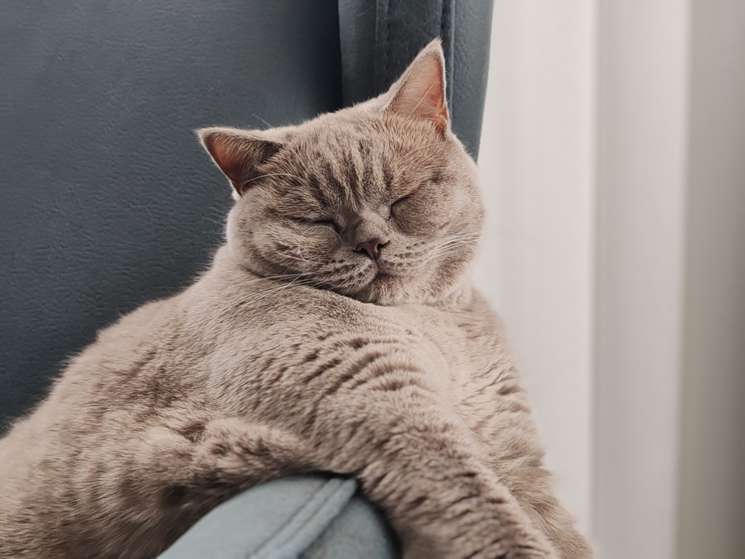 Britisch Kurzhaar Katze mit rundem Gesicht und dichtem Plüschfell