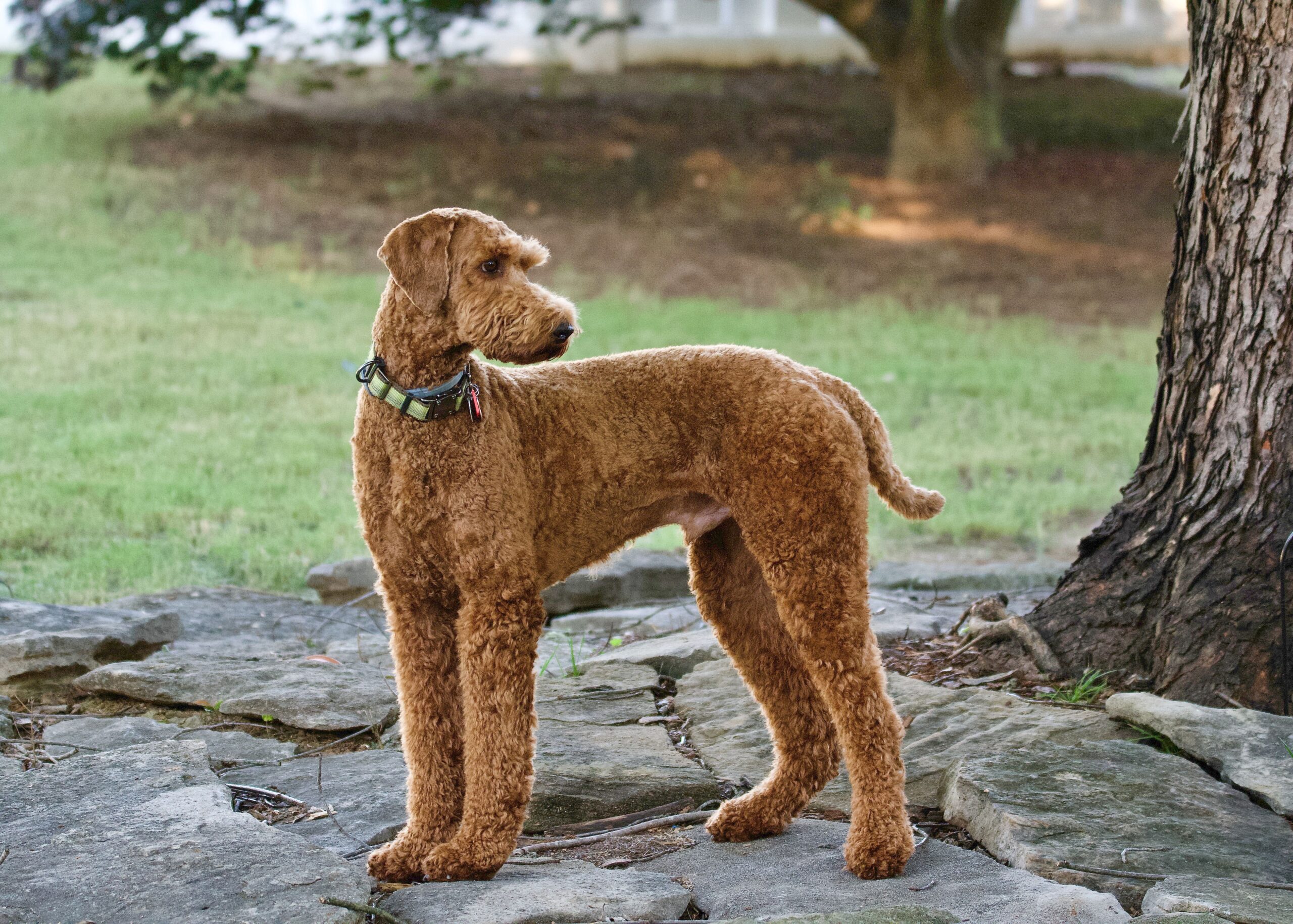 Labradoodle aufmerksam in der Natur