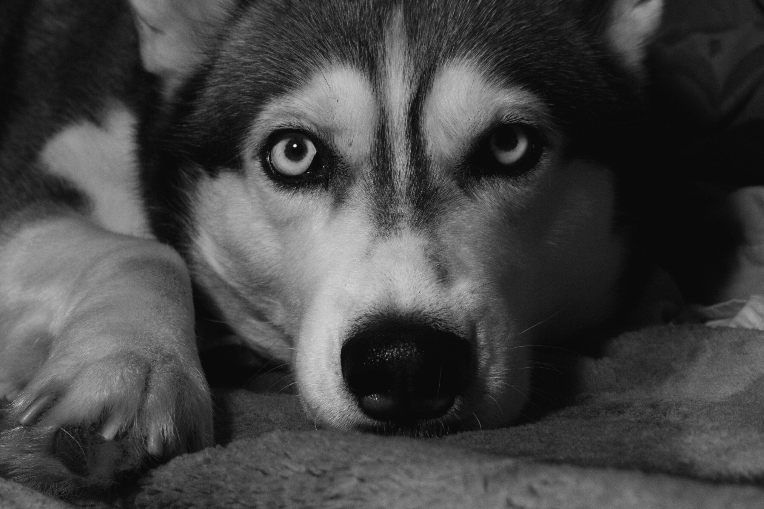 Siberian Husky mit blauen Augen im Freien
