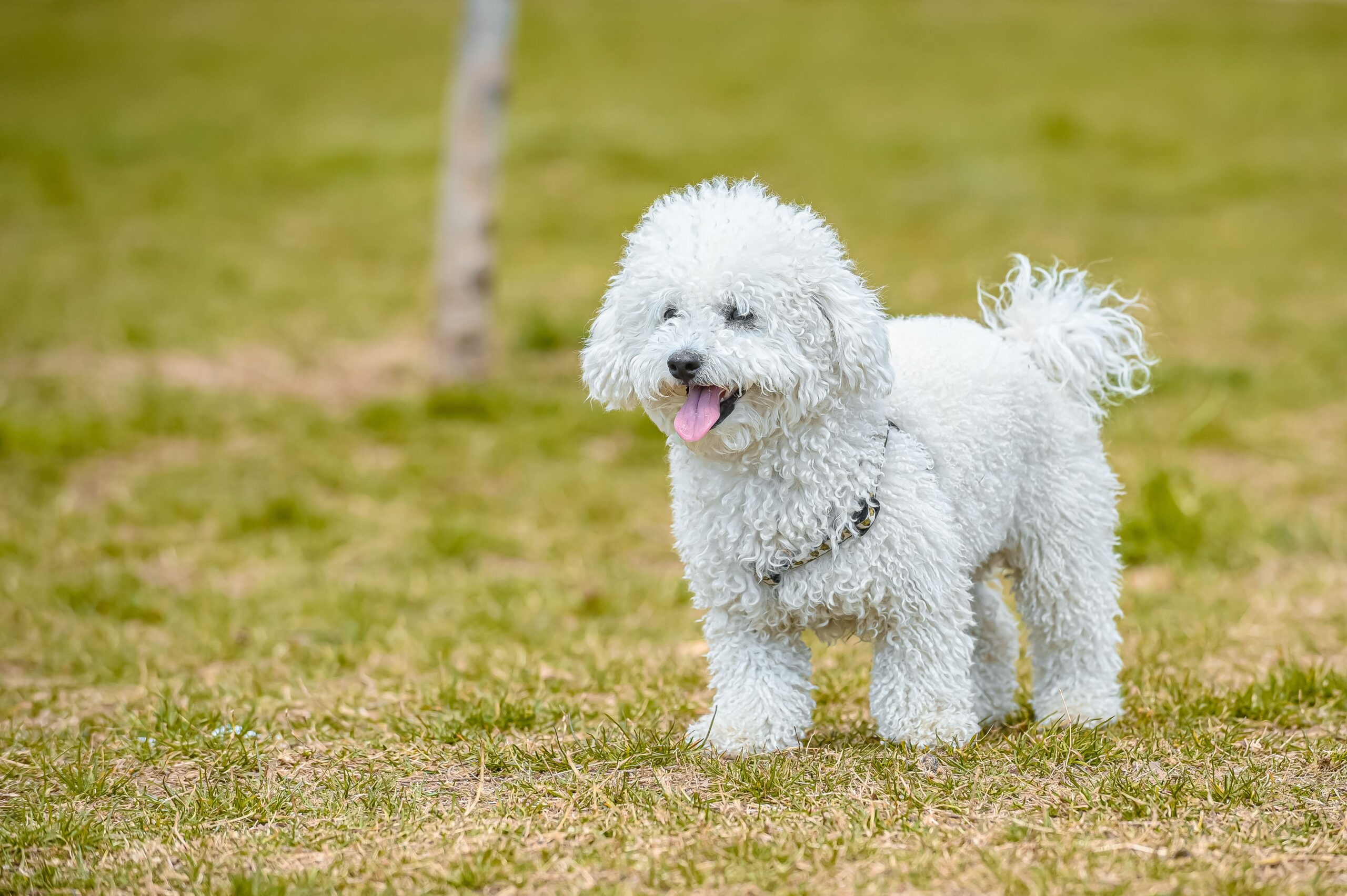 Coton de Tuléar aufmerksam im Freien