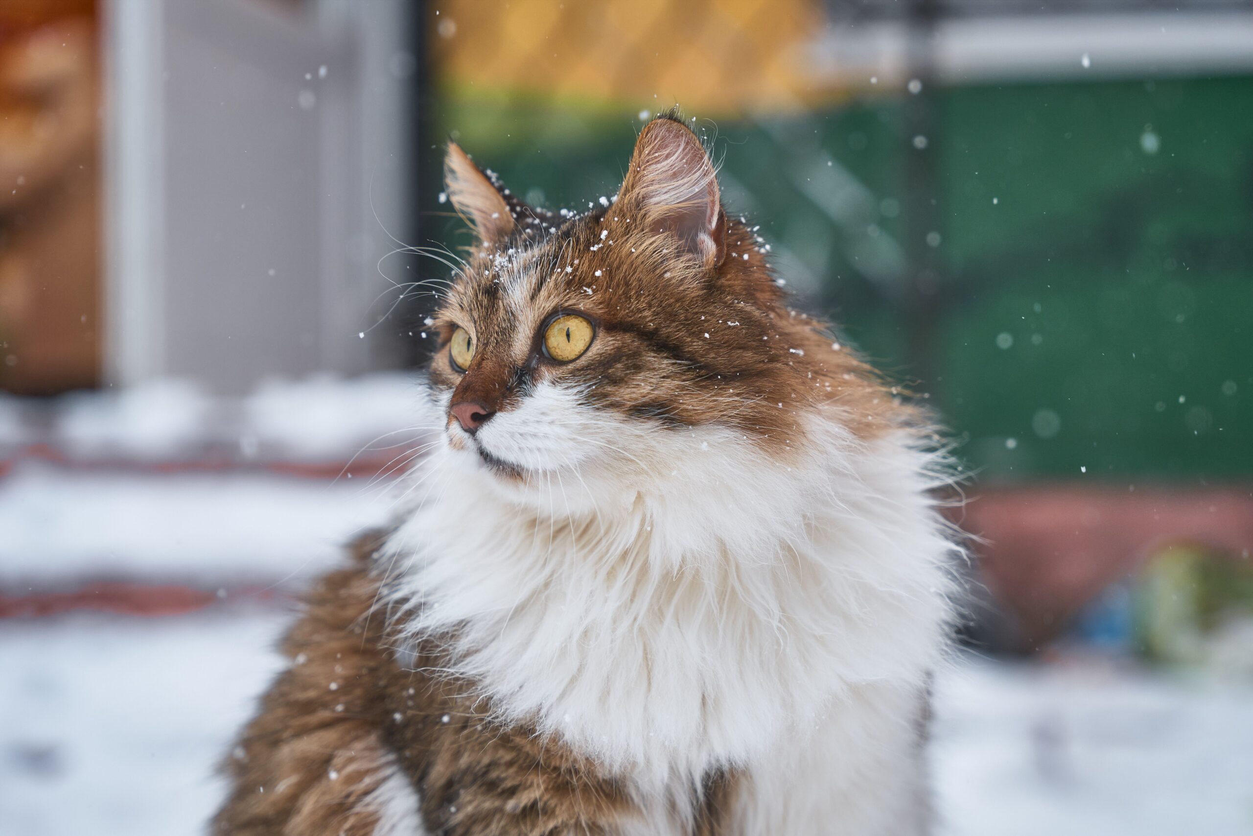 Sibirische Katze mit dichtem halblangem Fell und kräftigem Körperbau