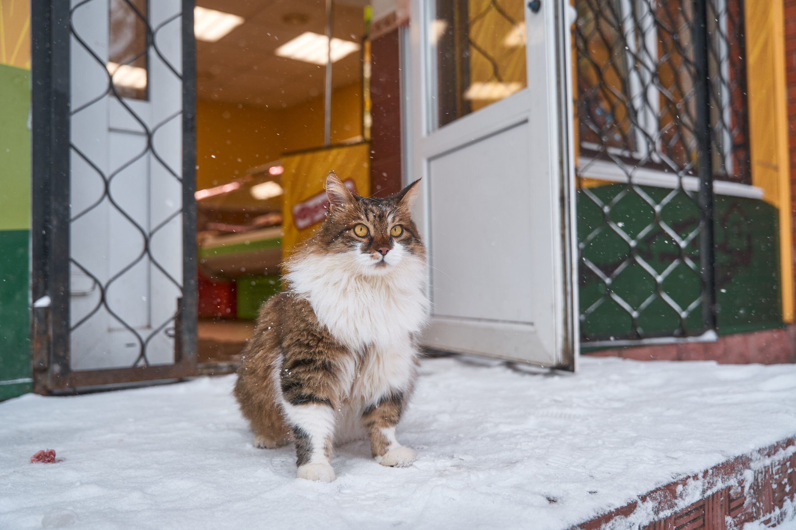 Sibirische Katze im Ganzkörperbild mit kräftigen Hinterbeinen und dichtem Winterfell