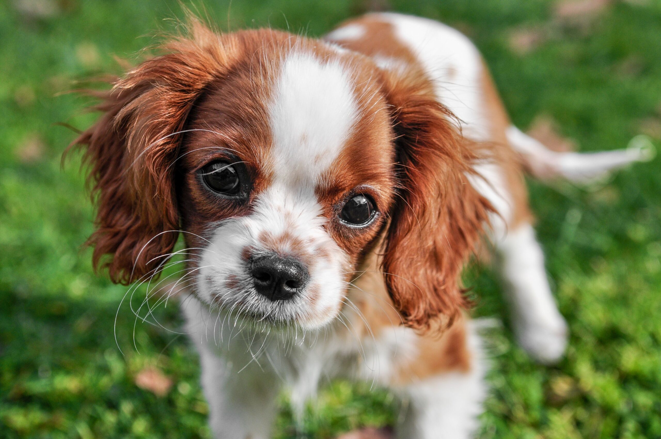 Cavalier King Charles Spaniel entspannt im Freien