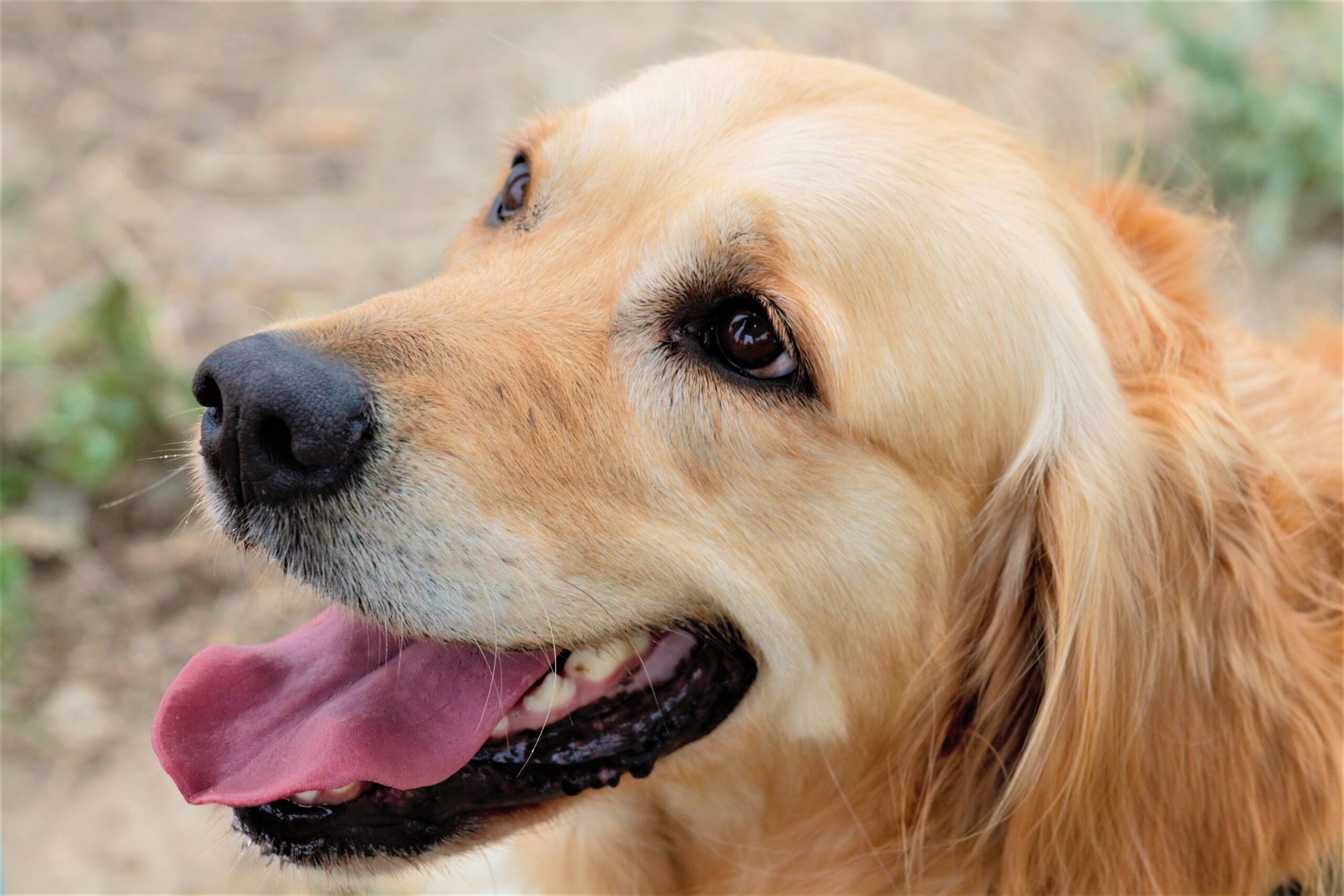 Golden Retriever mit goldenem Fell im Freien