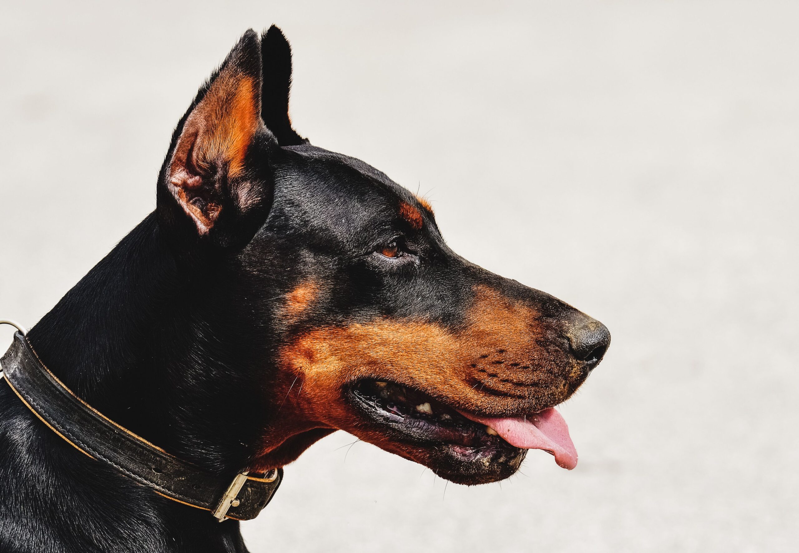 Dobermann mit elegantem kräftigem Körperbau im Freien