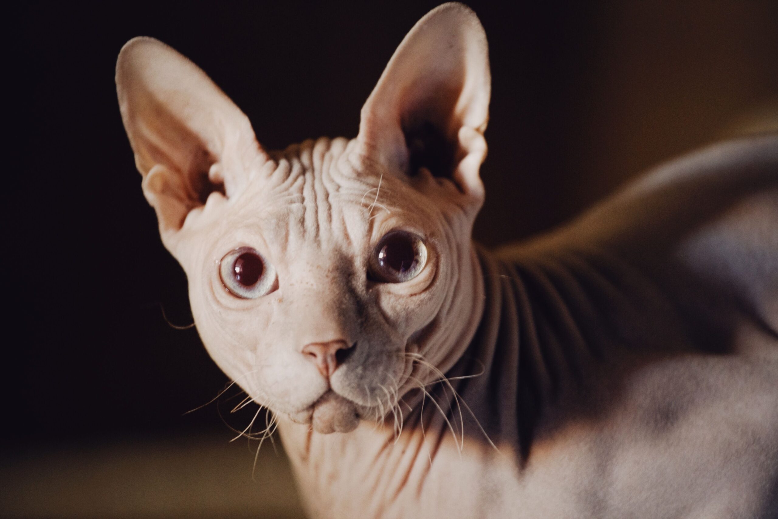 Peterbald Katze beim aktiven Spielen in der Wohnung