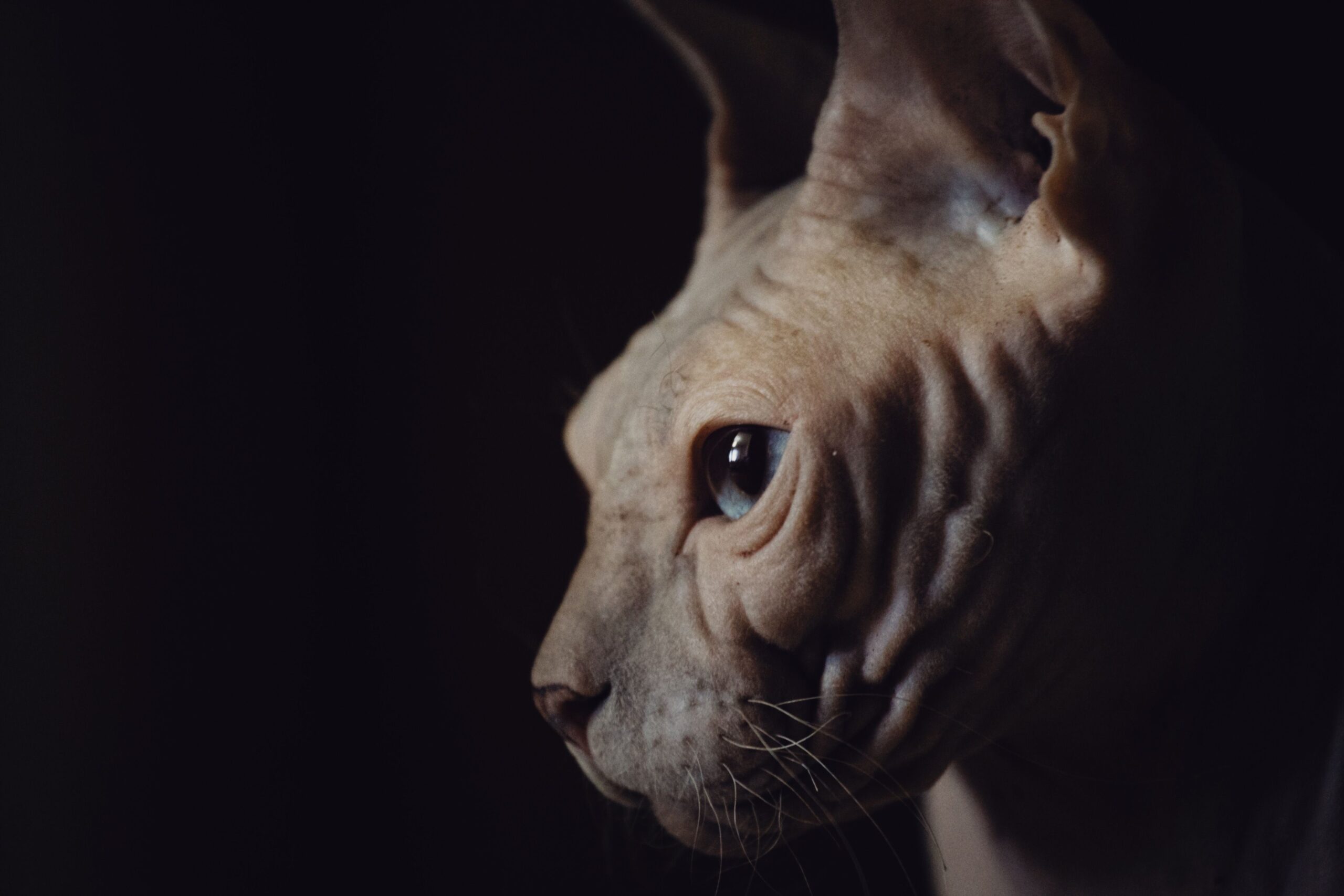 Peterbald Katze bei der tierärztlichen Hautuntersuchung