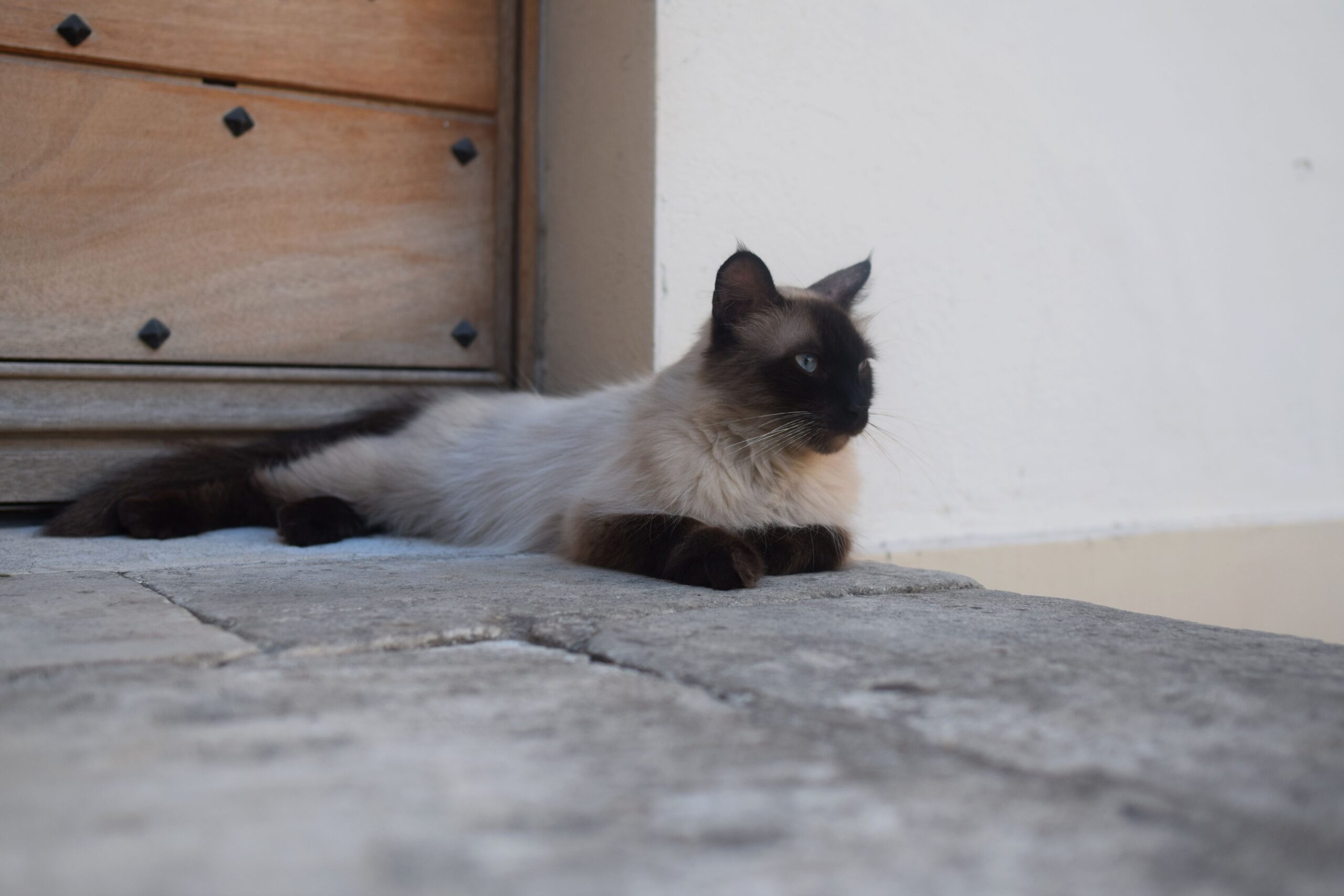 Balinese Katze beim Spielen und Erkunden in der Wohnung