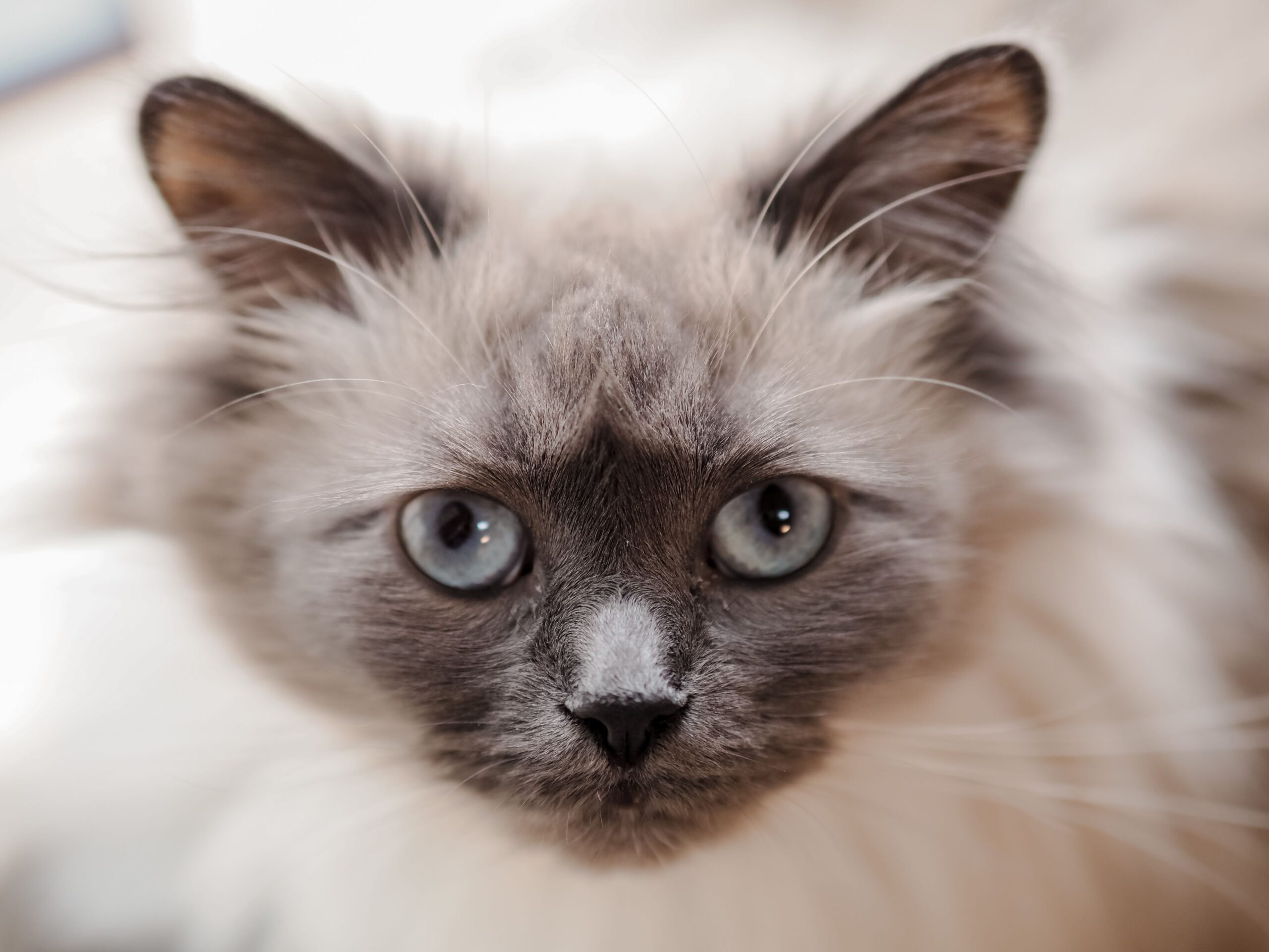 Neva Masquerade Katze beim Spielen in der Wohnung