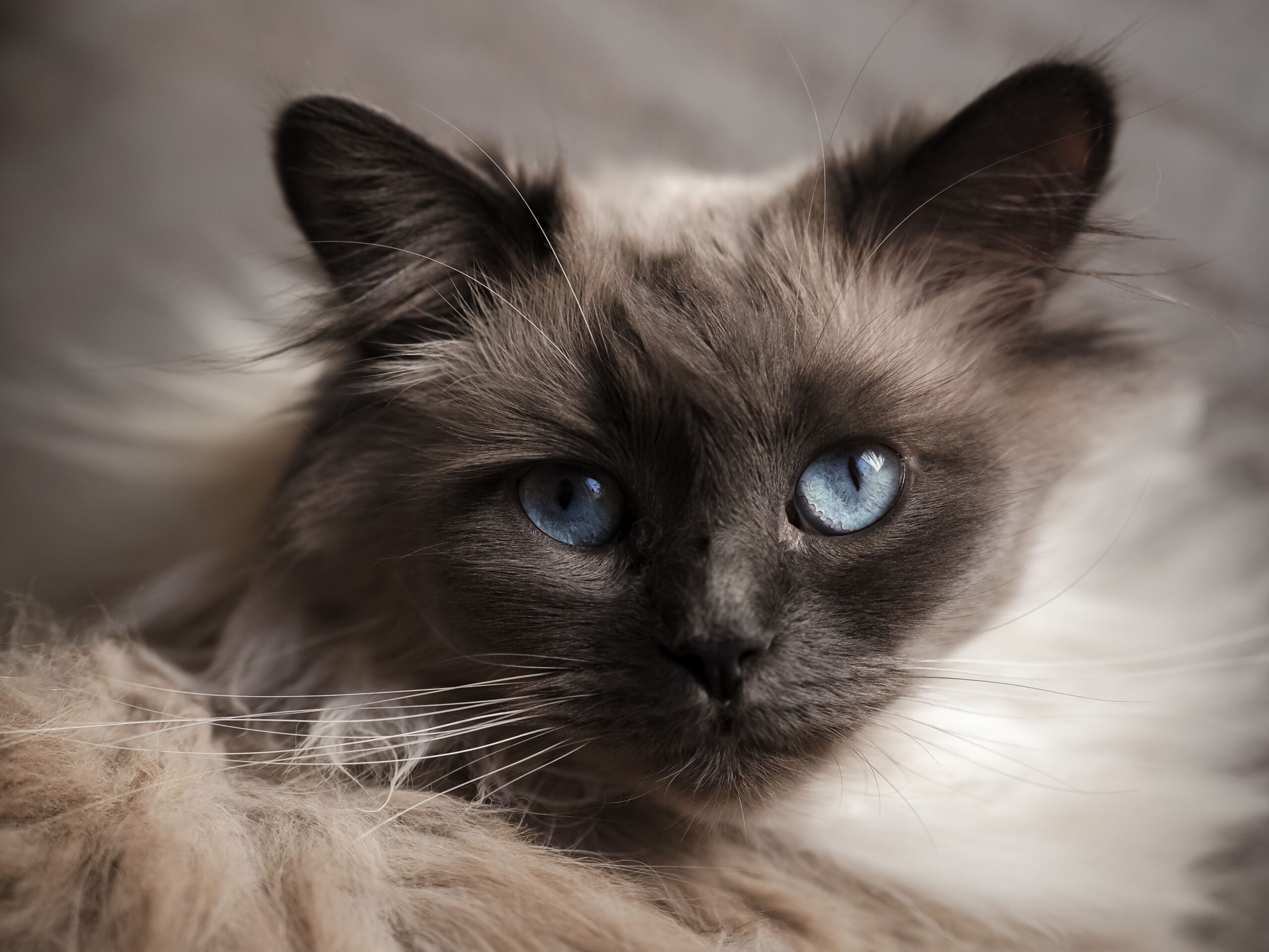Birman cat portrait blue eyes