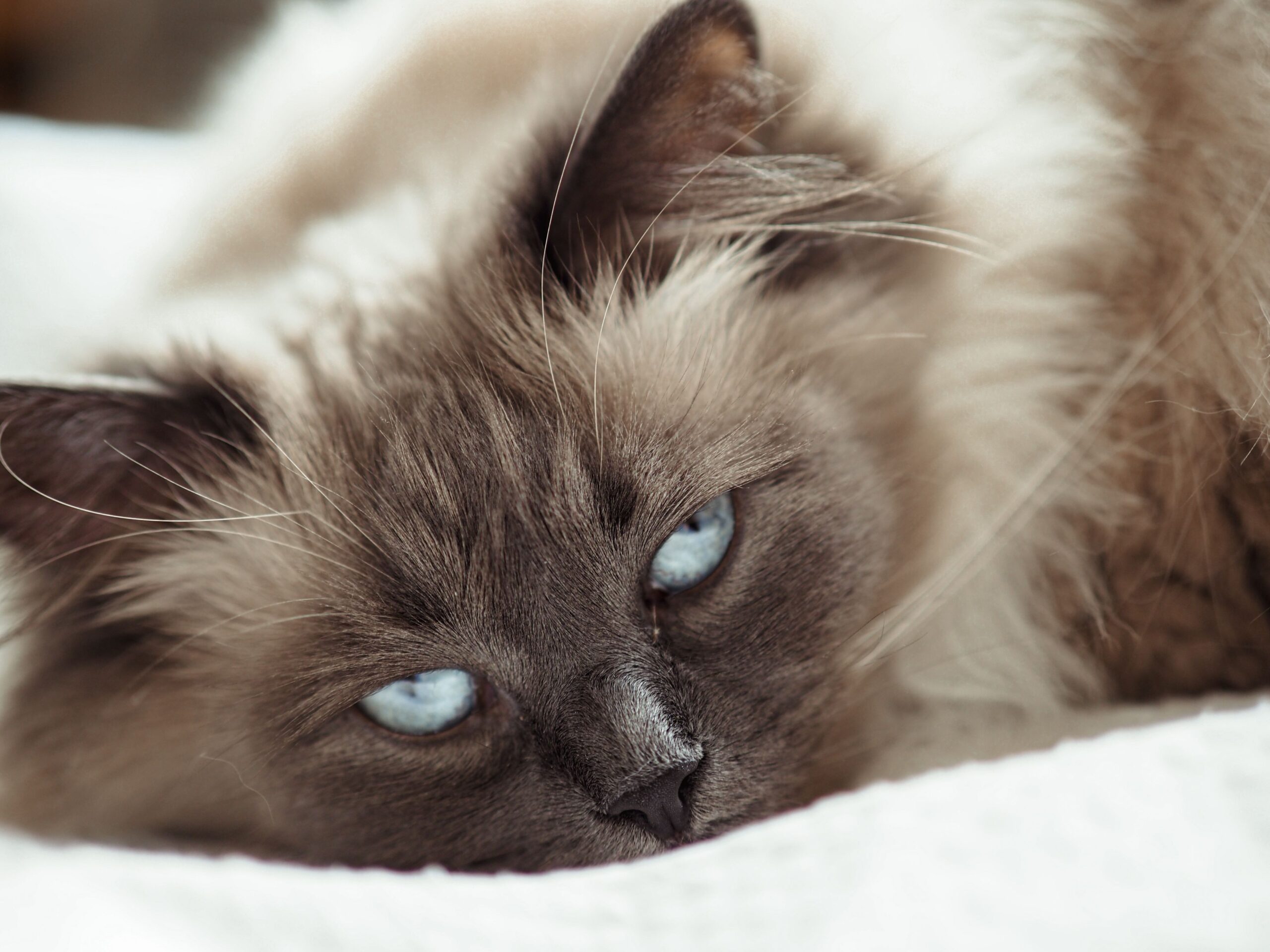 Neva Masquerade Katze mit blauen Augen und typischer Point-Zeichnung