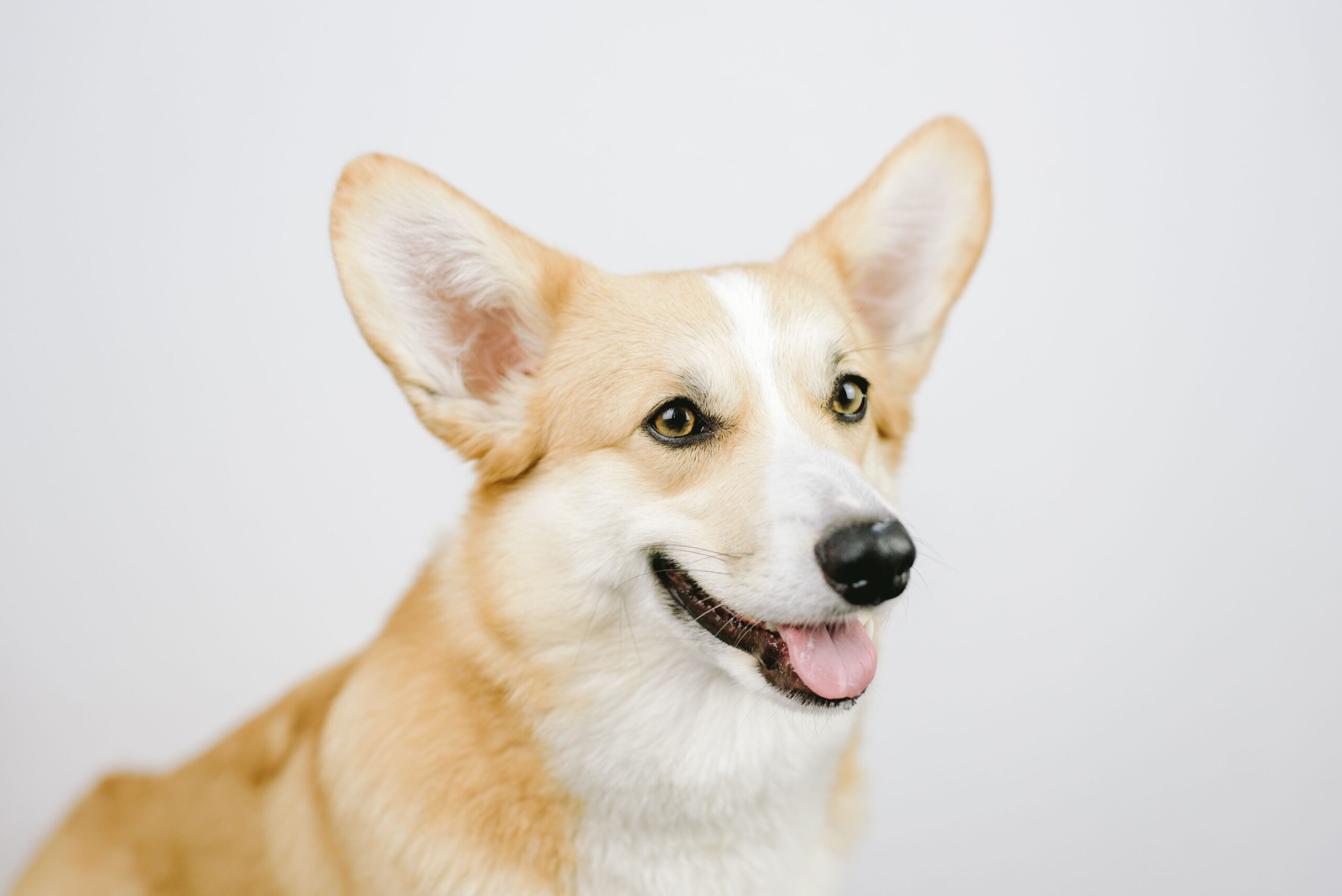 Pembroke Welsh Corgi im Freien