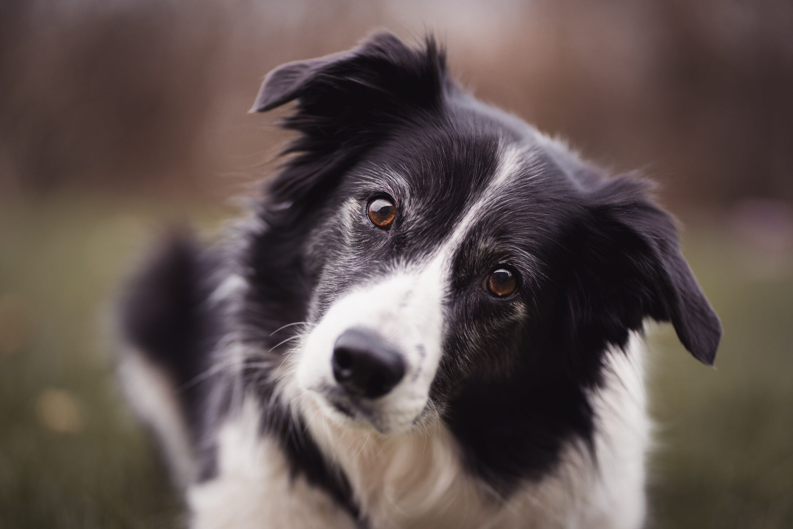 Border Collie bei Bewegung in der Natur