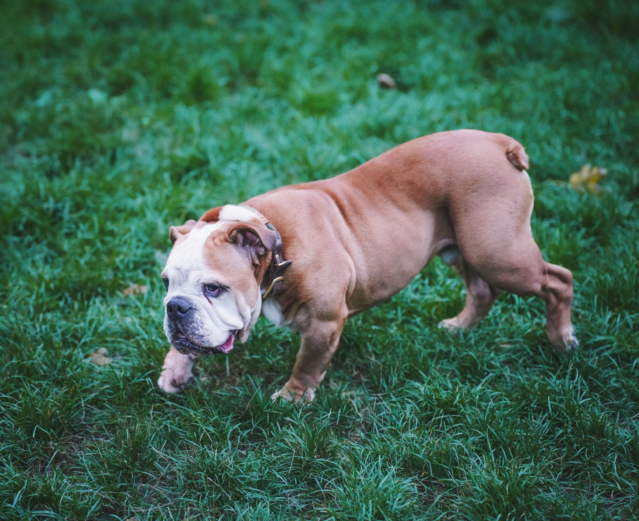Englische Bulldogge entspannt in der Natur