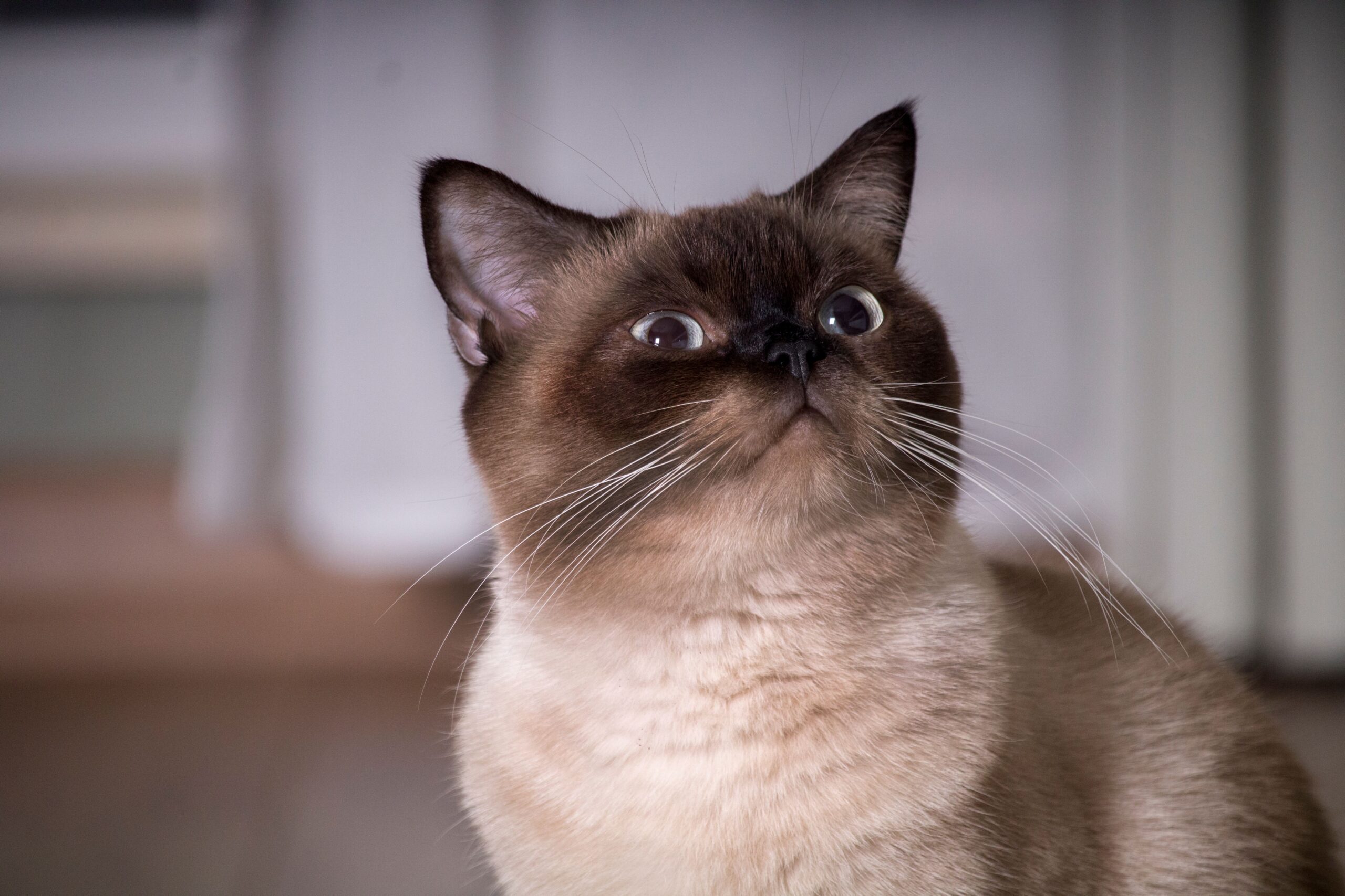 Burma-Katze mit seidigem Kurzhaarfell und ausdrucksstarken Augen
