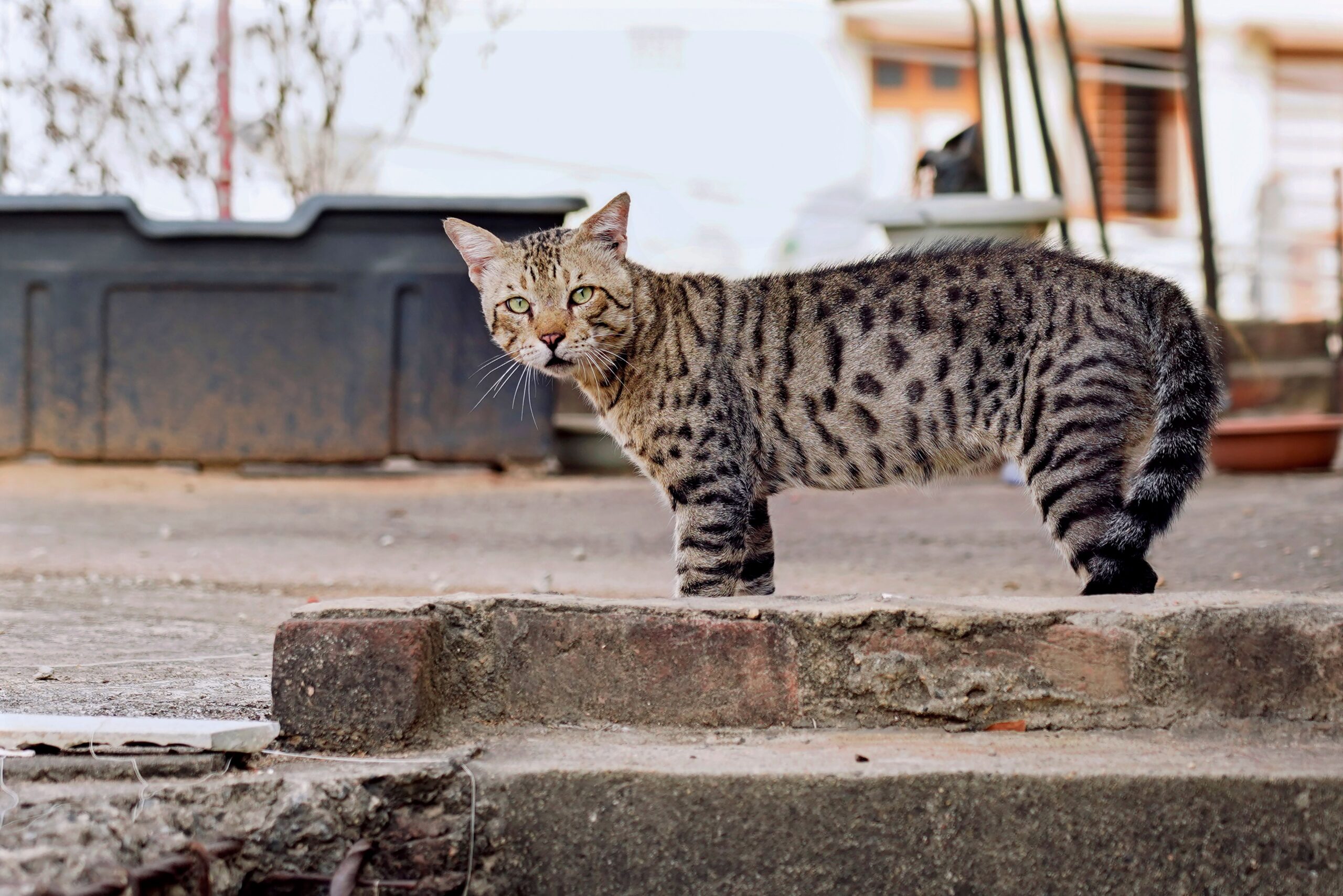 Ocicat Katze beim Spielen und Apportieren