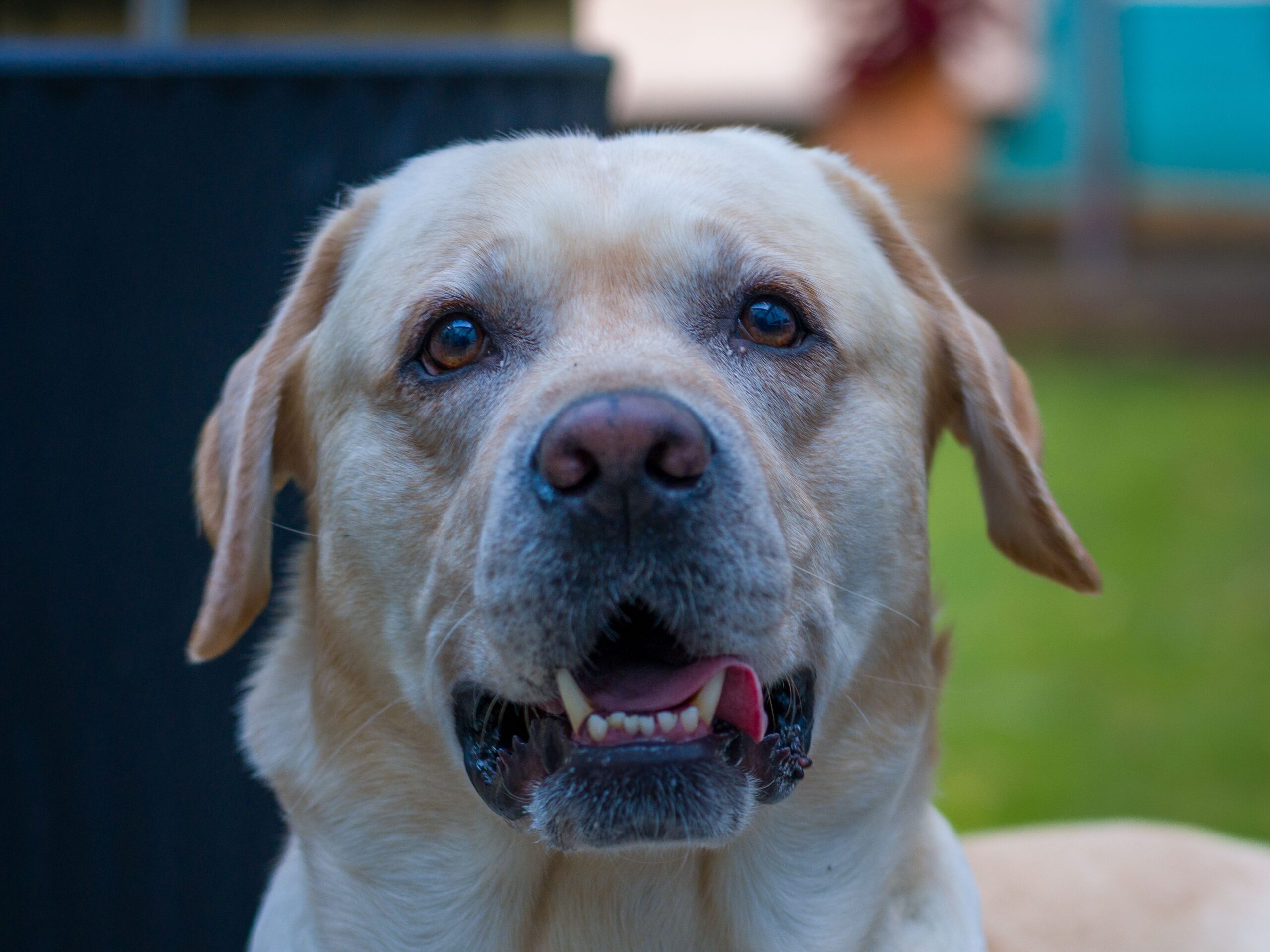 Labrador Retriever aufmerksam in der Natur