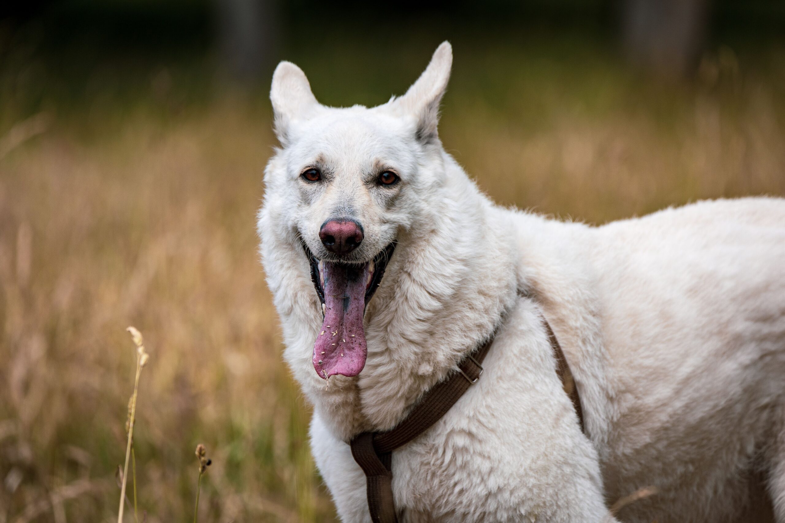 Weisser Schweizer Schäferhund beim Spaziergang