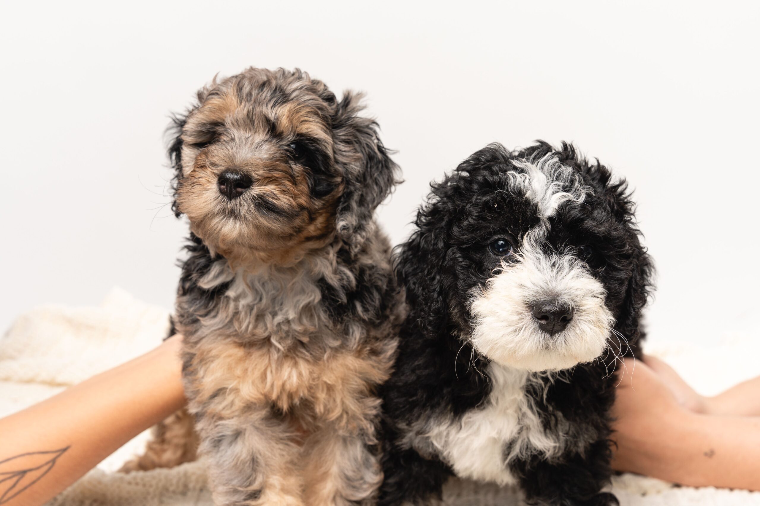 Bernedoodle mit lockigem Fell im Freien