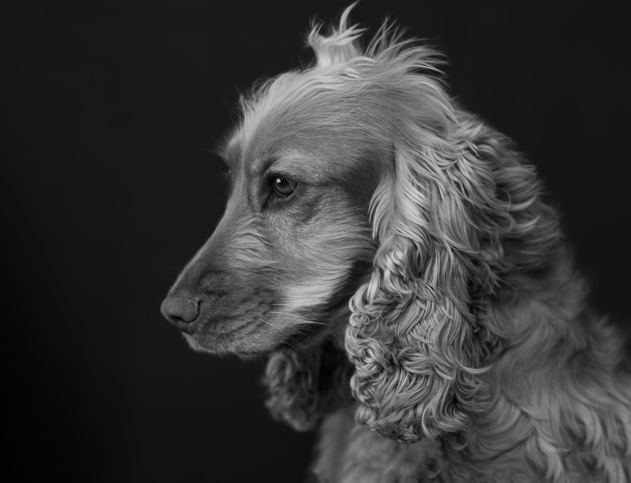 English Cocker Spaniel beim Spaziergang mit seinem Halter