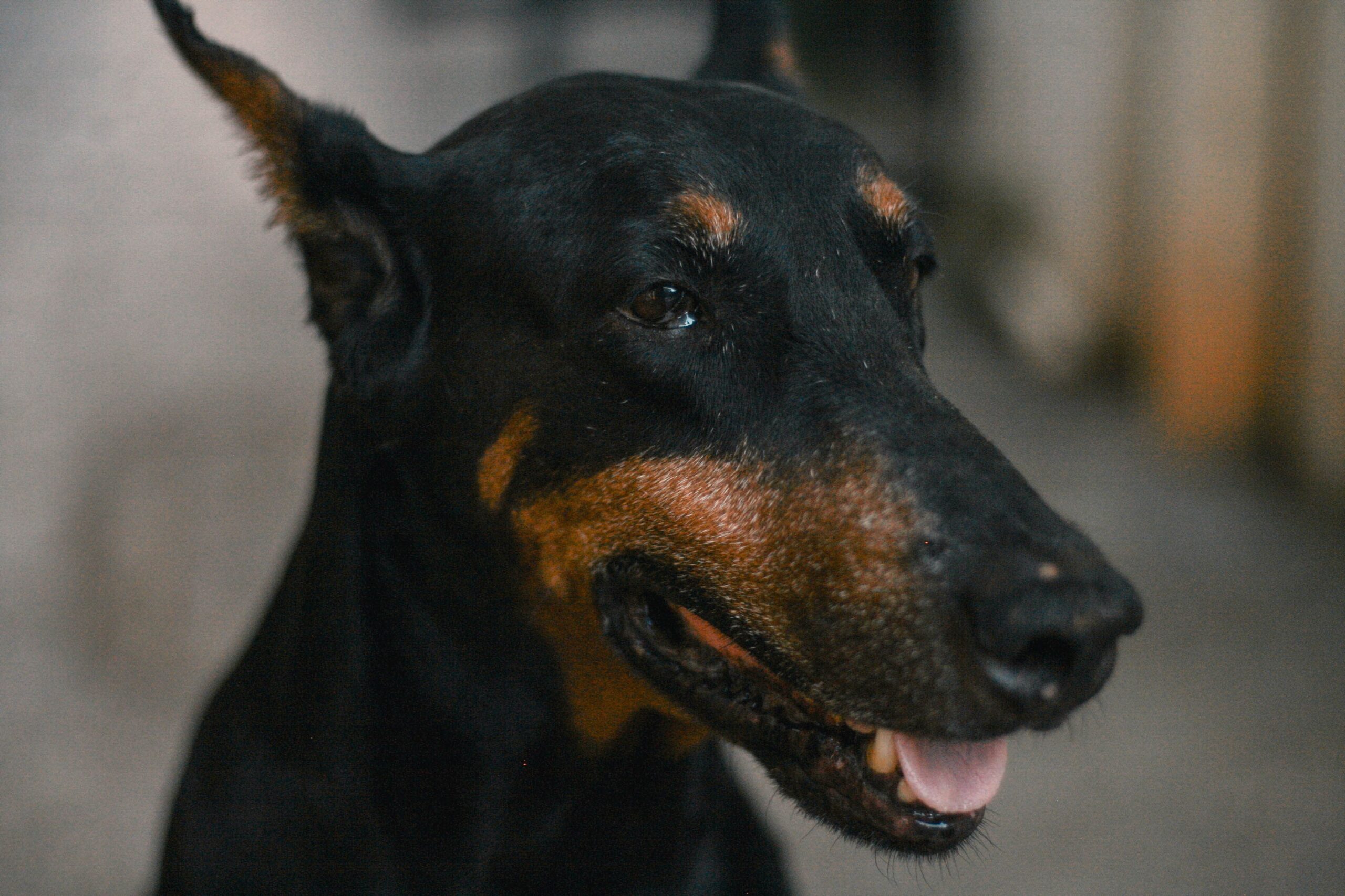 Dobermann aufmerksam in der Natur