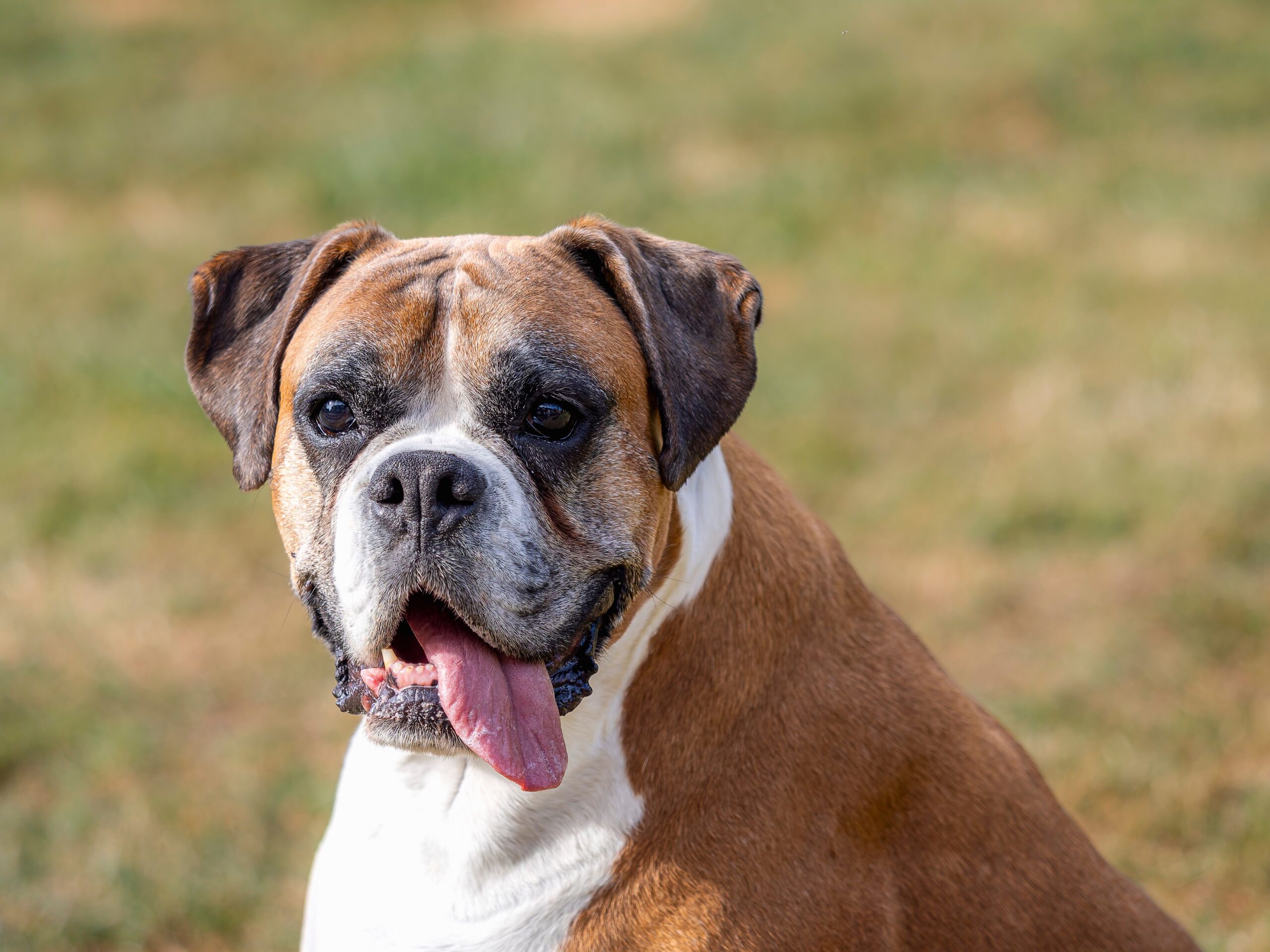 Boxer aufmerksam in der Natur
