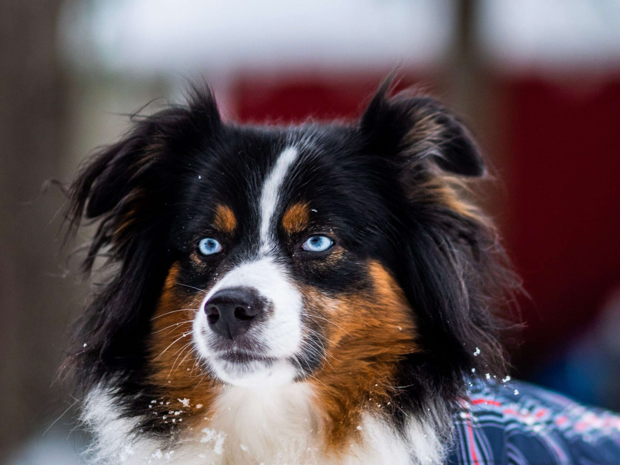 Miniature American Shepherd beim Hundetraining