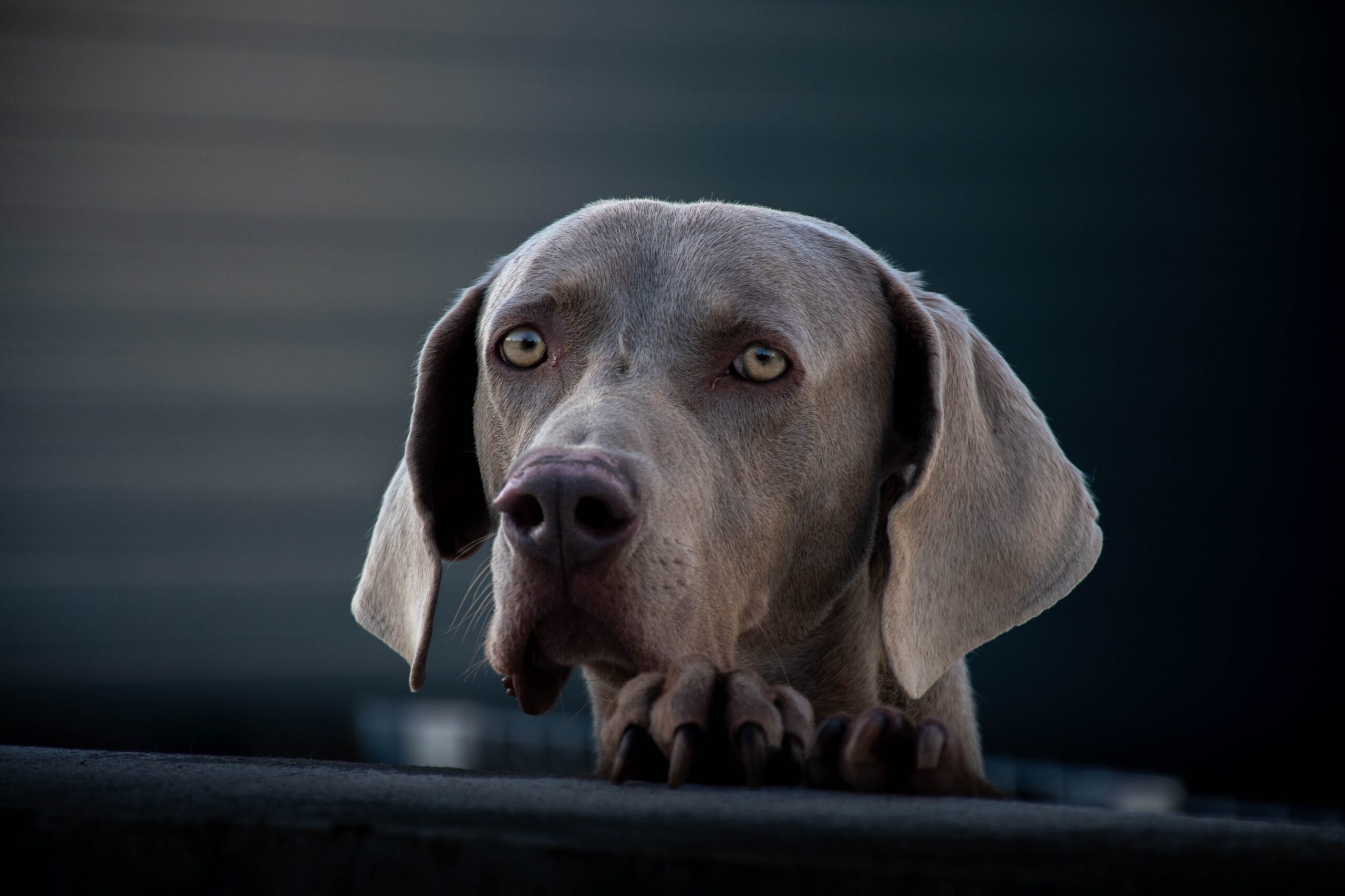 Weimaraner im Porträt