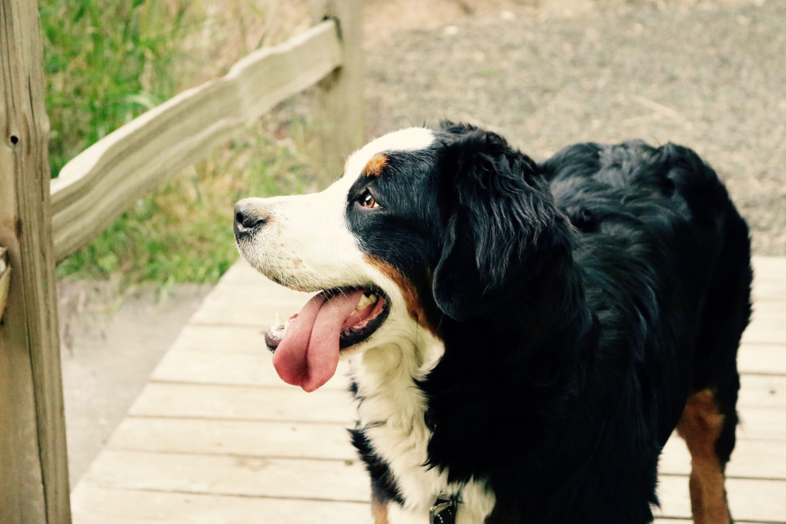 Berner Sennenhund beim Spaziergang mit seinem Halter