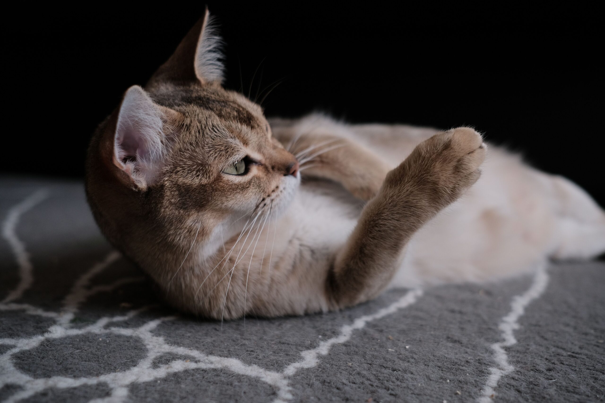 Burmilla Katze beim Spielen in der Wohnung