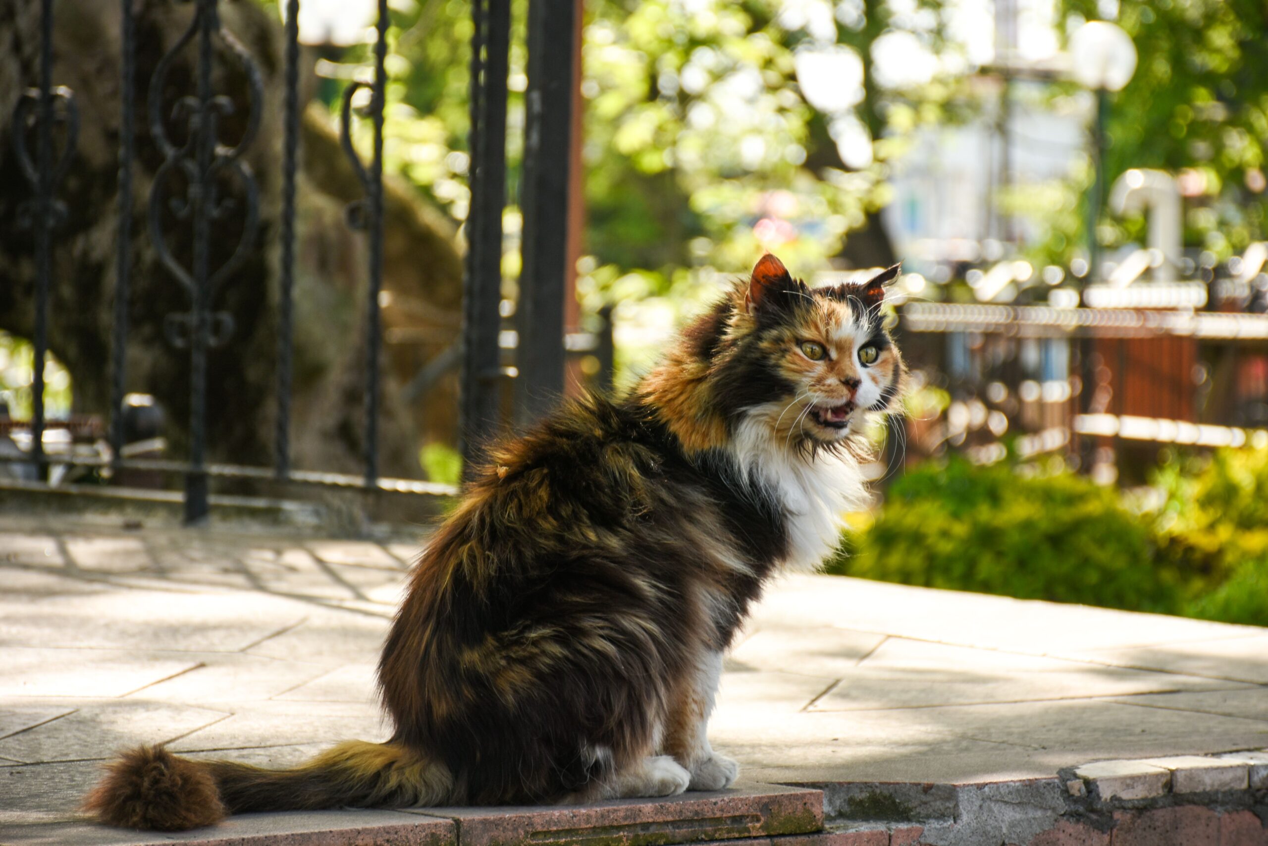 Cymric Katze mit langem Fell und kräftigem rundem Körper