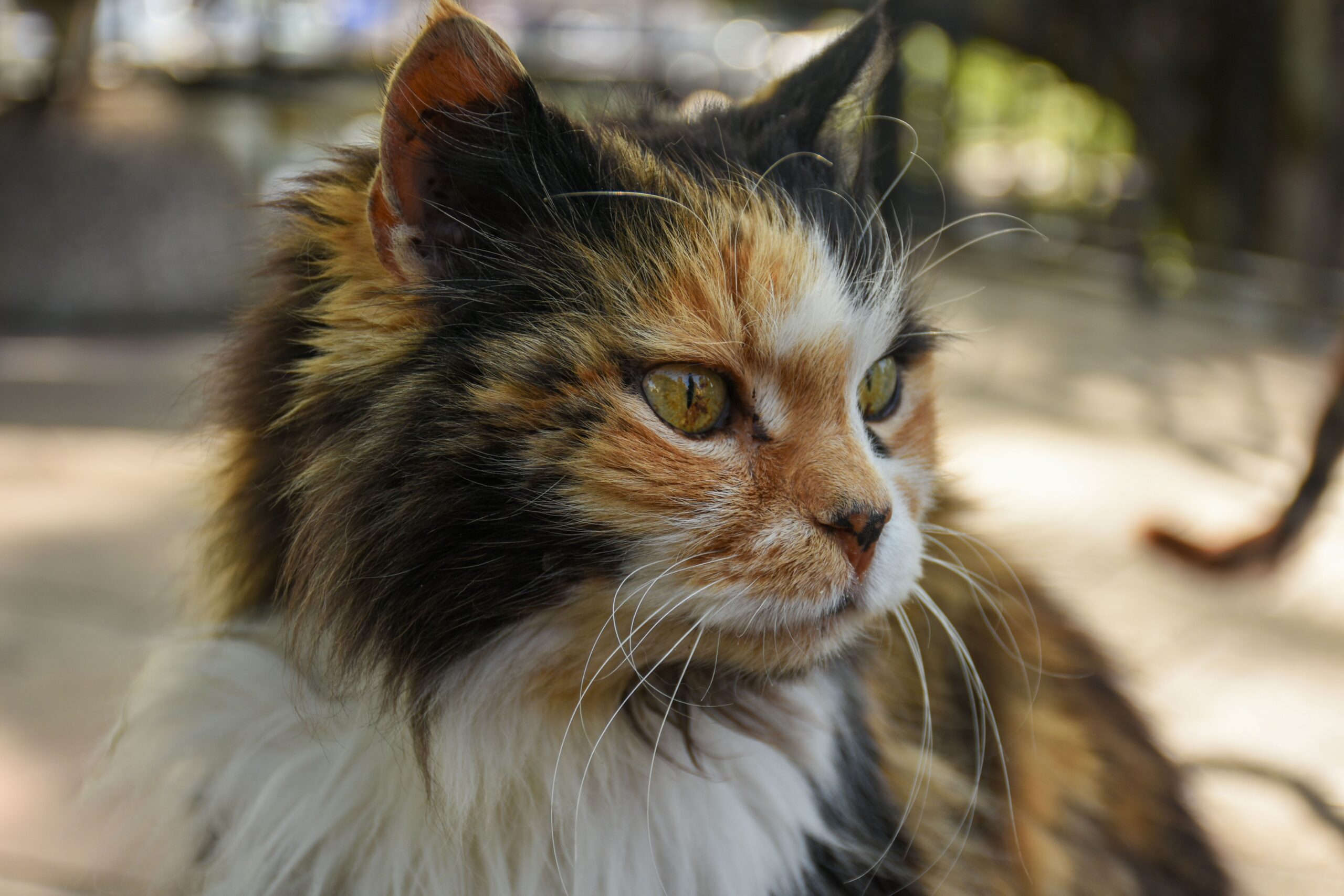 LaPerm Katze mit weichem lockigem Fell
