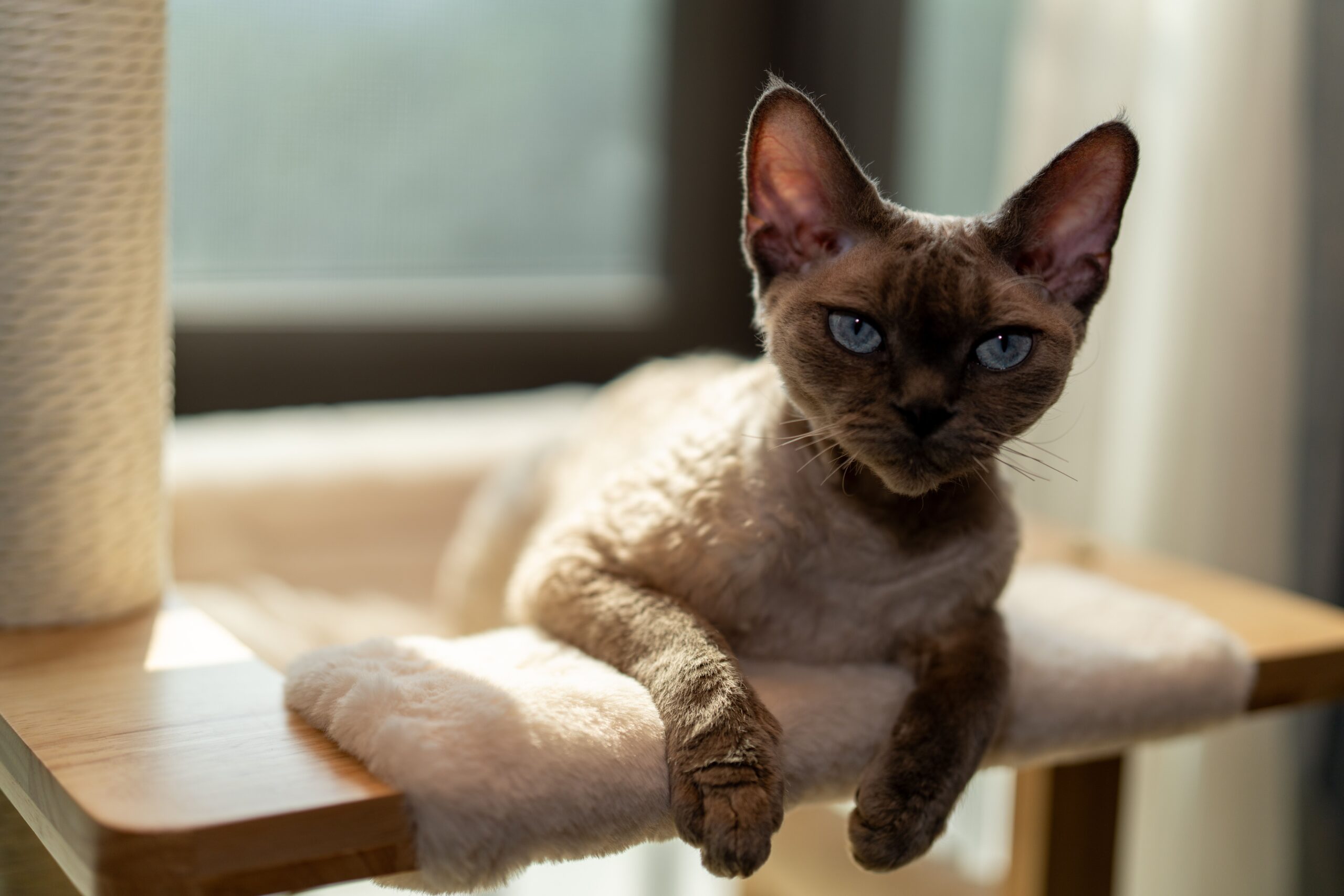 Cornish Rex Katze mit gewelltem Fell und großen Ohren