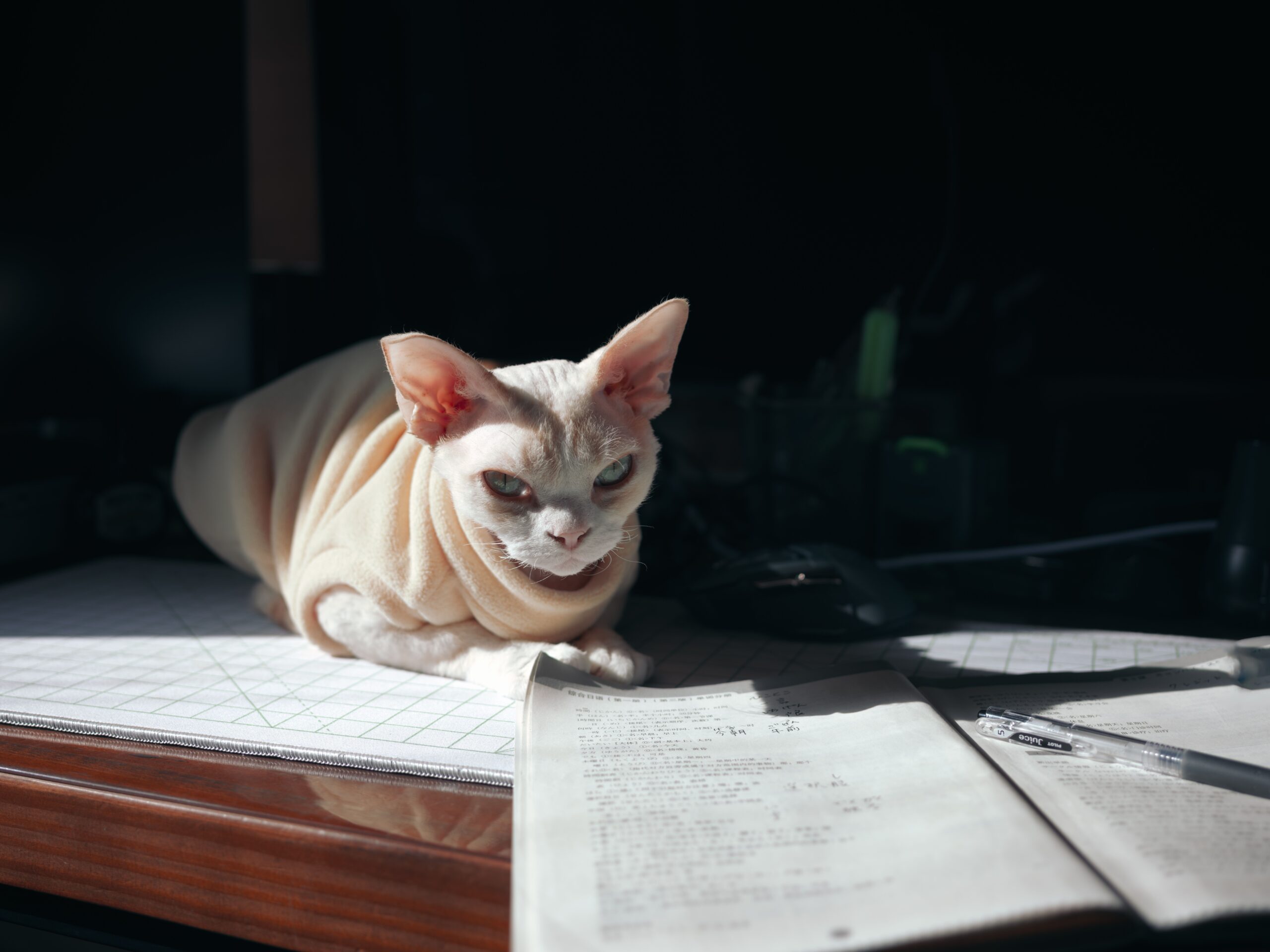 Devon Rex Katze beim Spielen und Klettern in der Wohnung