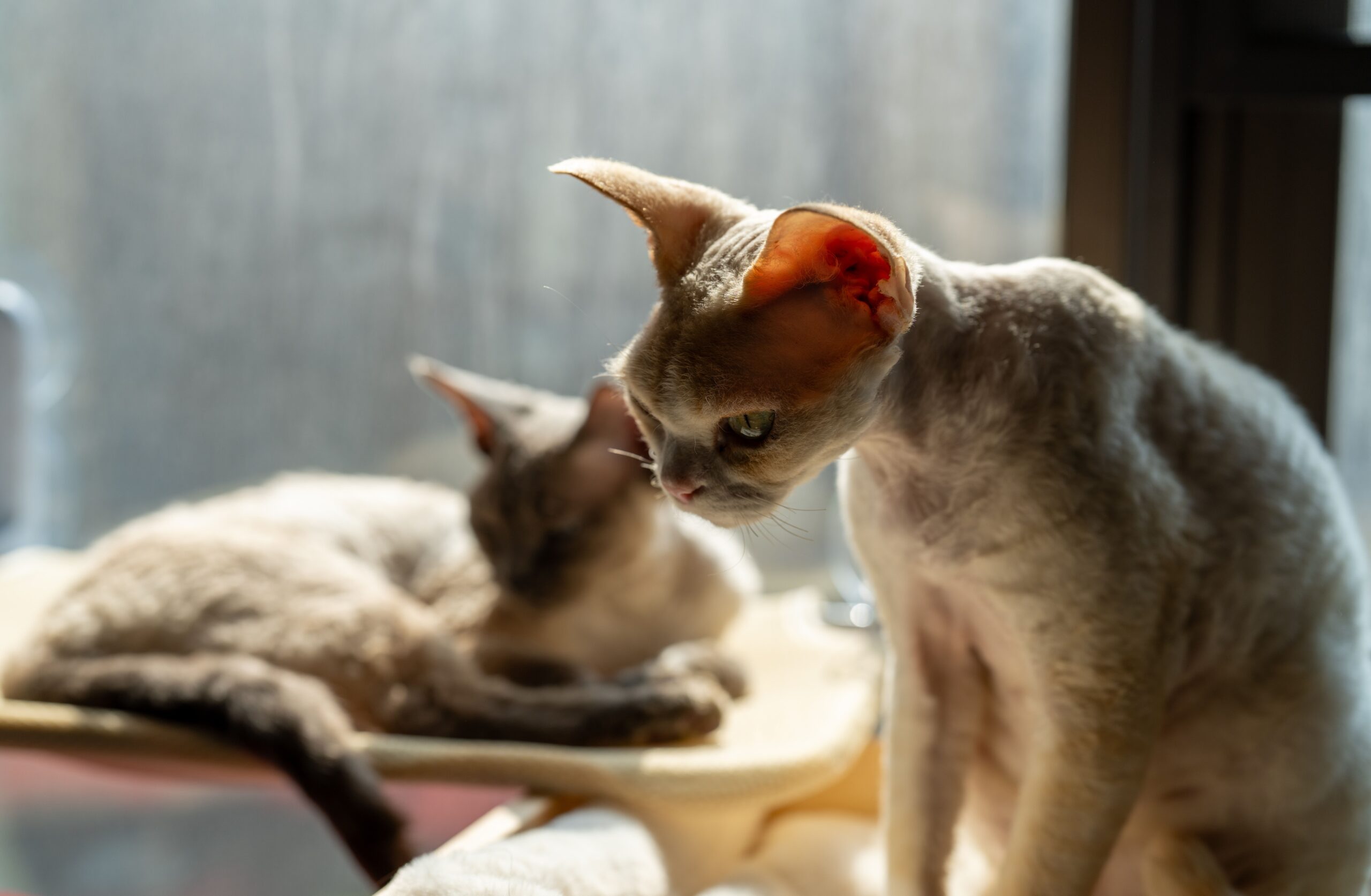 Cornish Rex Katze beim Spielen und Springen in der Wohnung