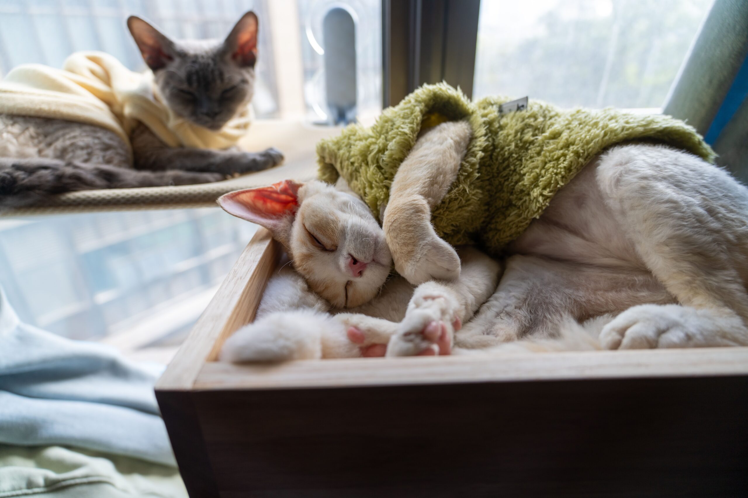 Devon Rex Katze mit großen Ohren und gewelltem Fell