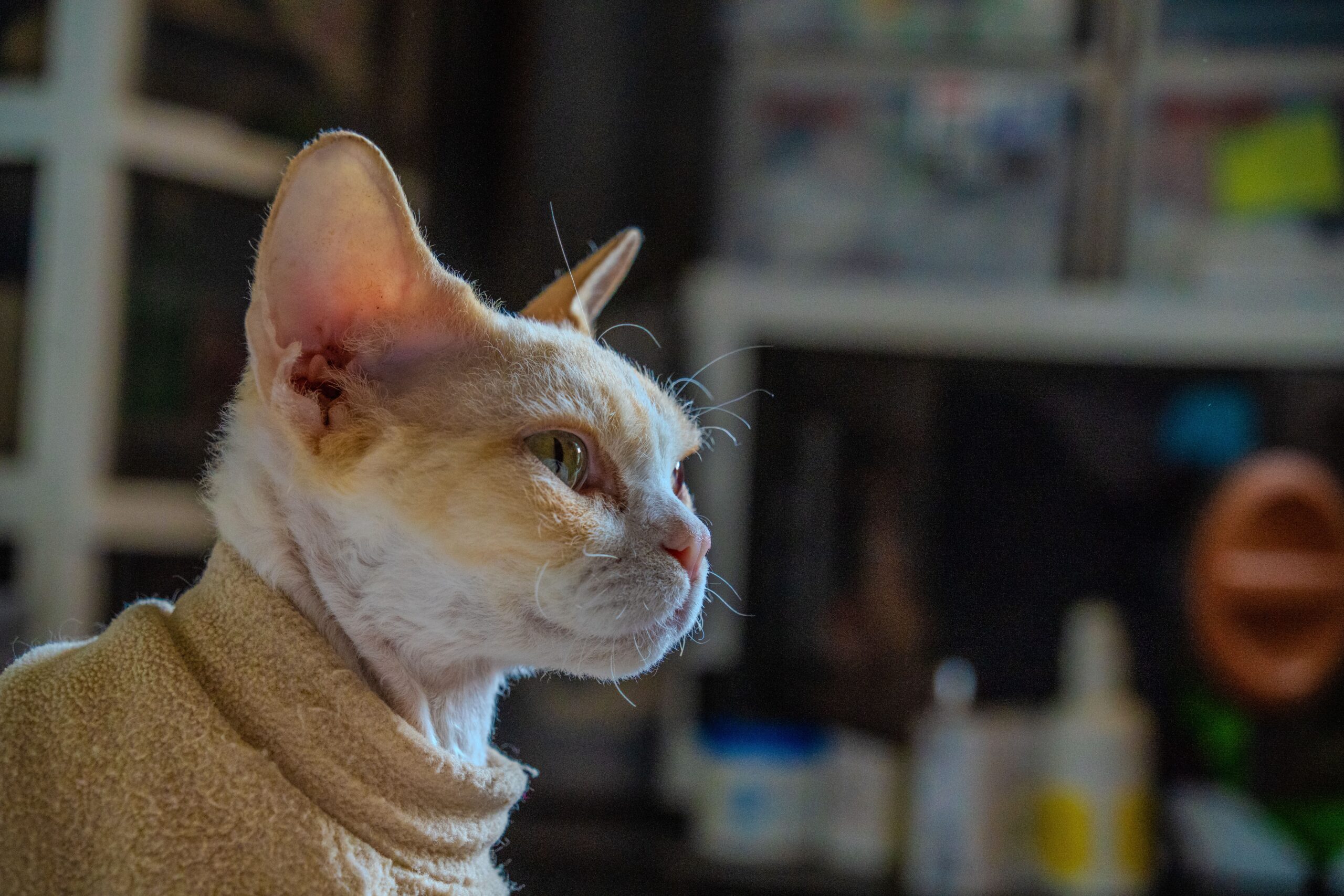 Devon Rex Katze bei der tierärztlichen Untersuchung