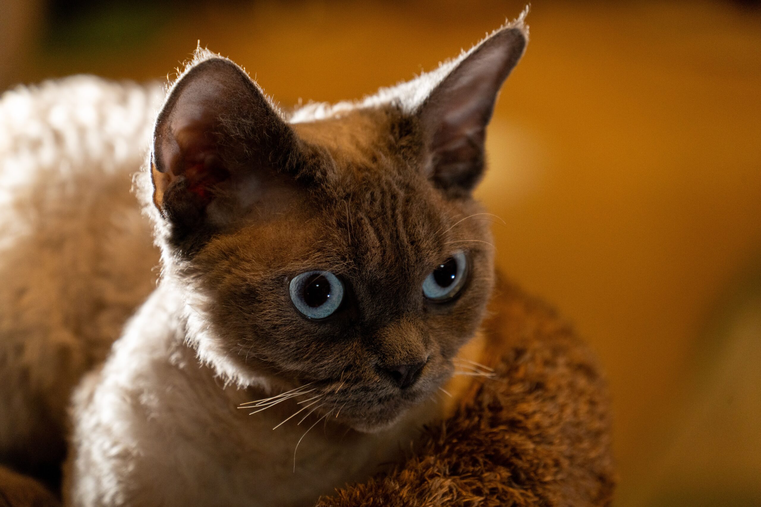 German Rex Katze bei der tierärztlichen Untersuchung