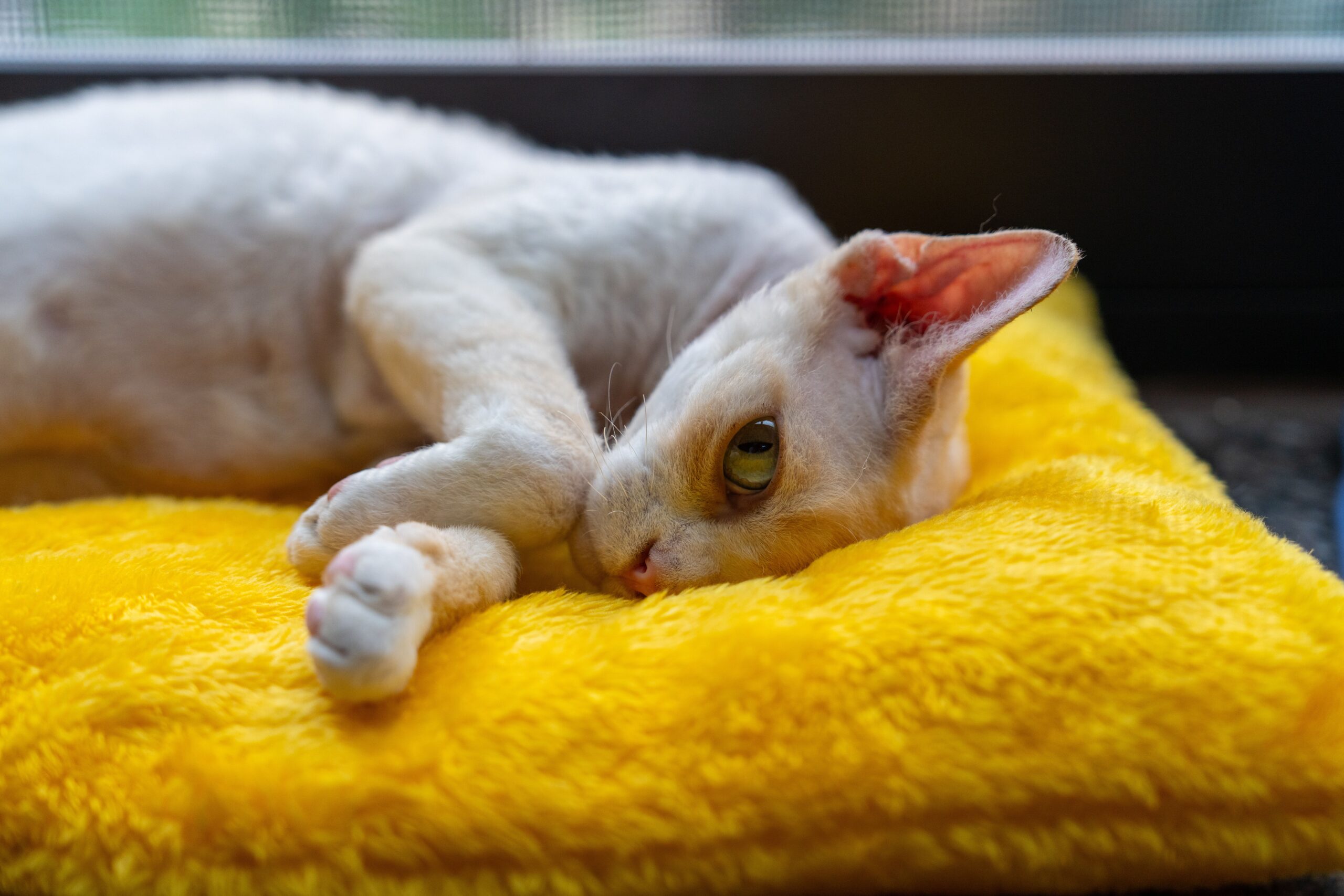 Cornish Rex Katze bei der tierärztlichen Untersuchung