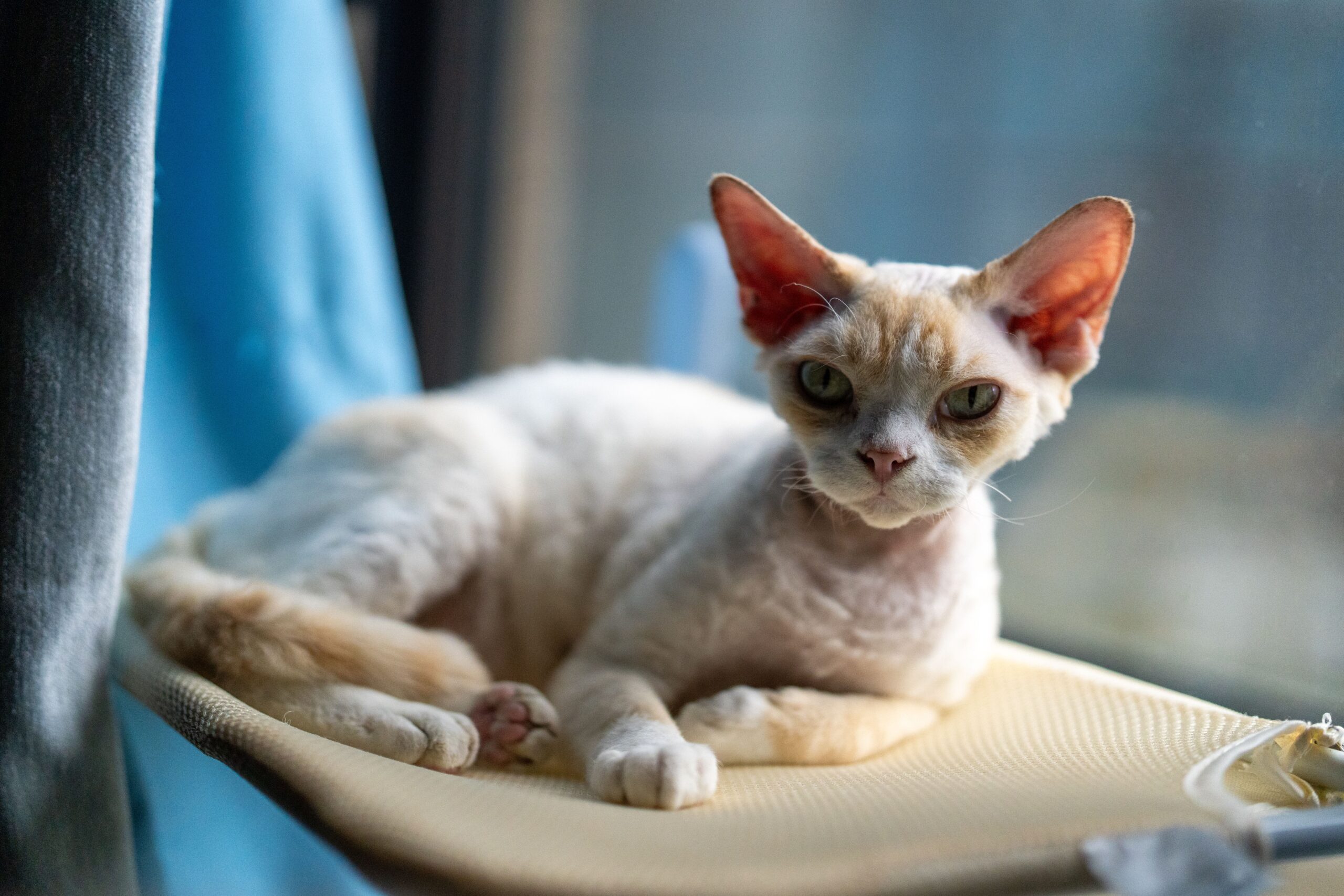 German Rex Katze mit samtigem gewelltem Fell