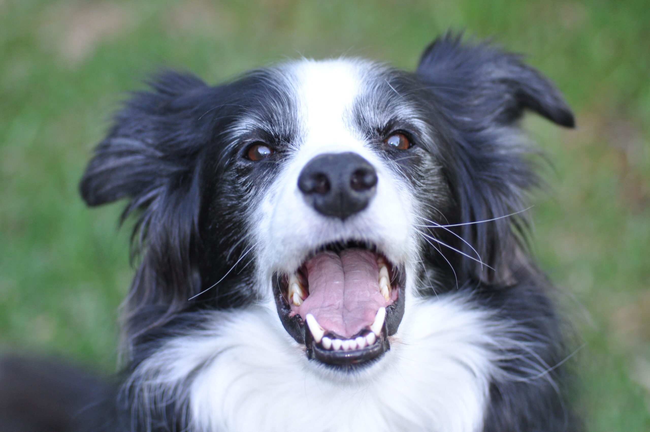 Border Collie aufmerksam auf einer Wiese