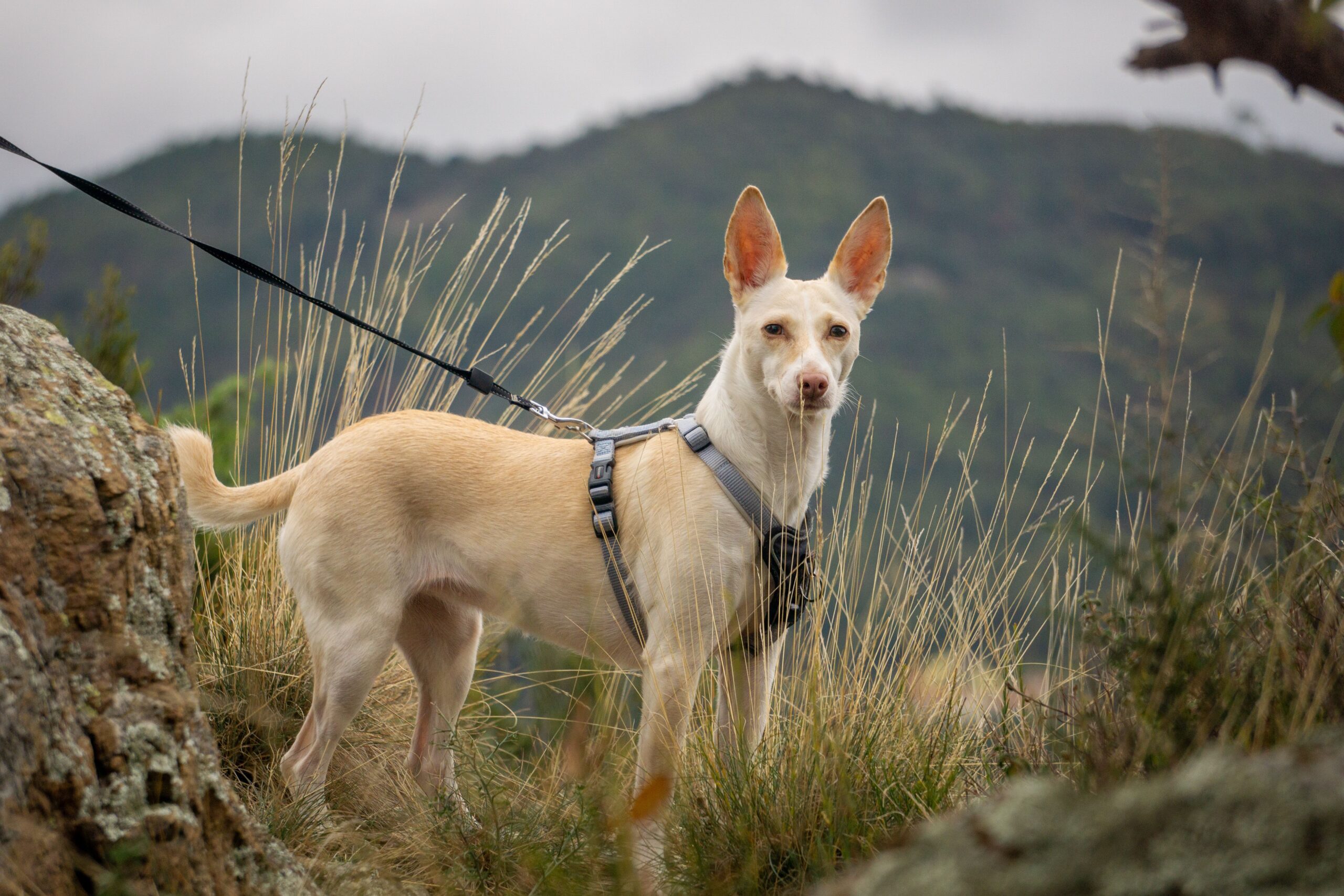 Podenco mit großen aufrechten Ohren