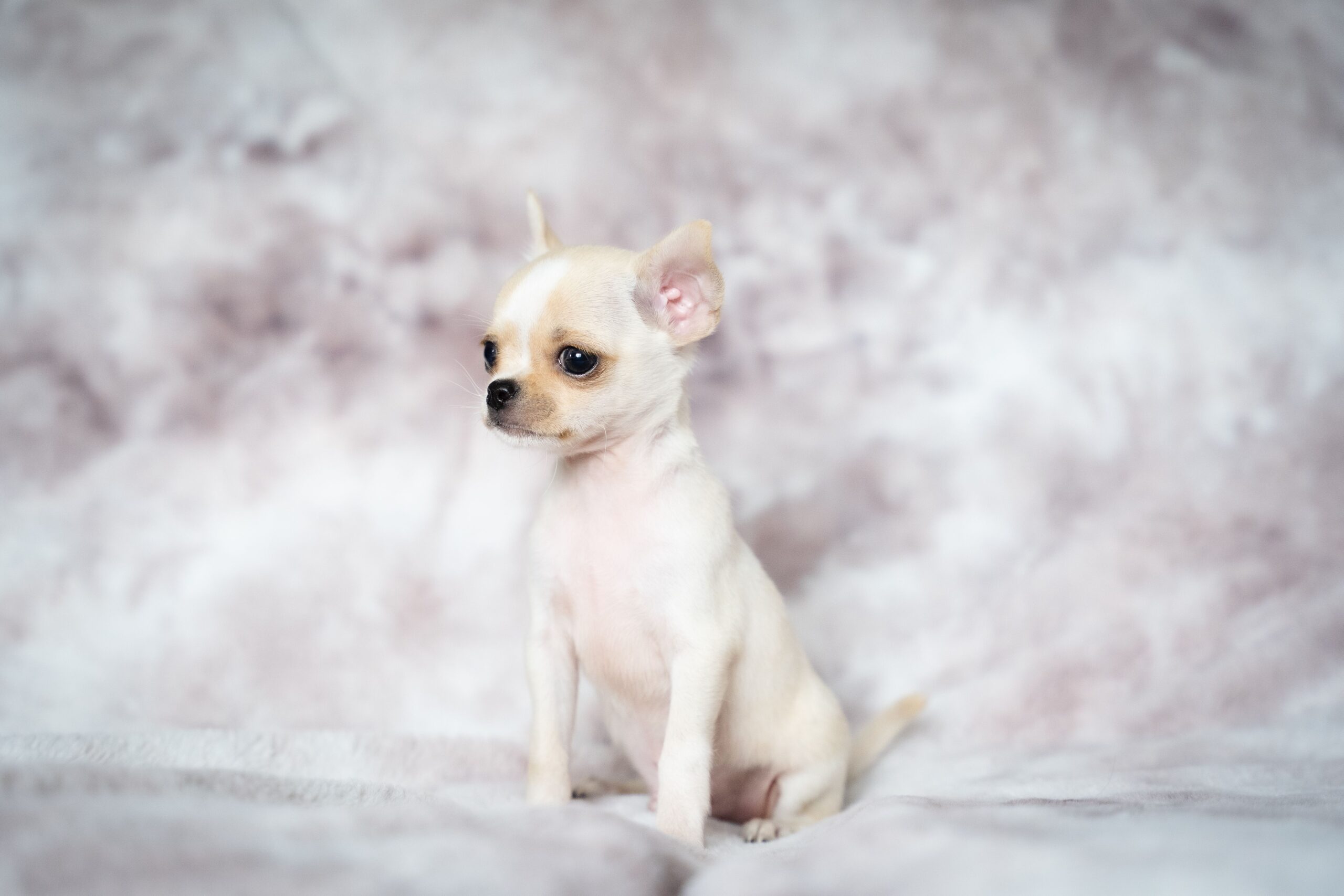 Chihuahua aufmerksam in der Natur