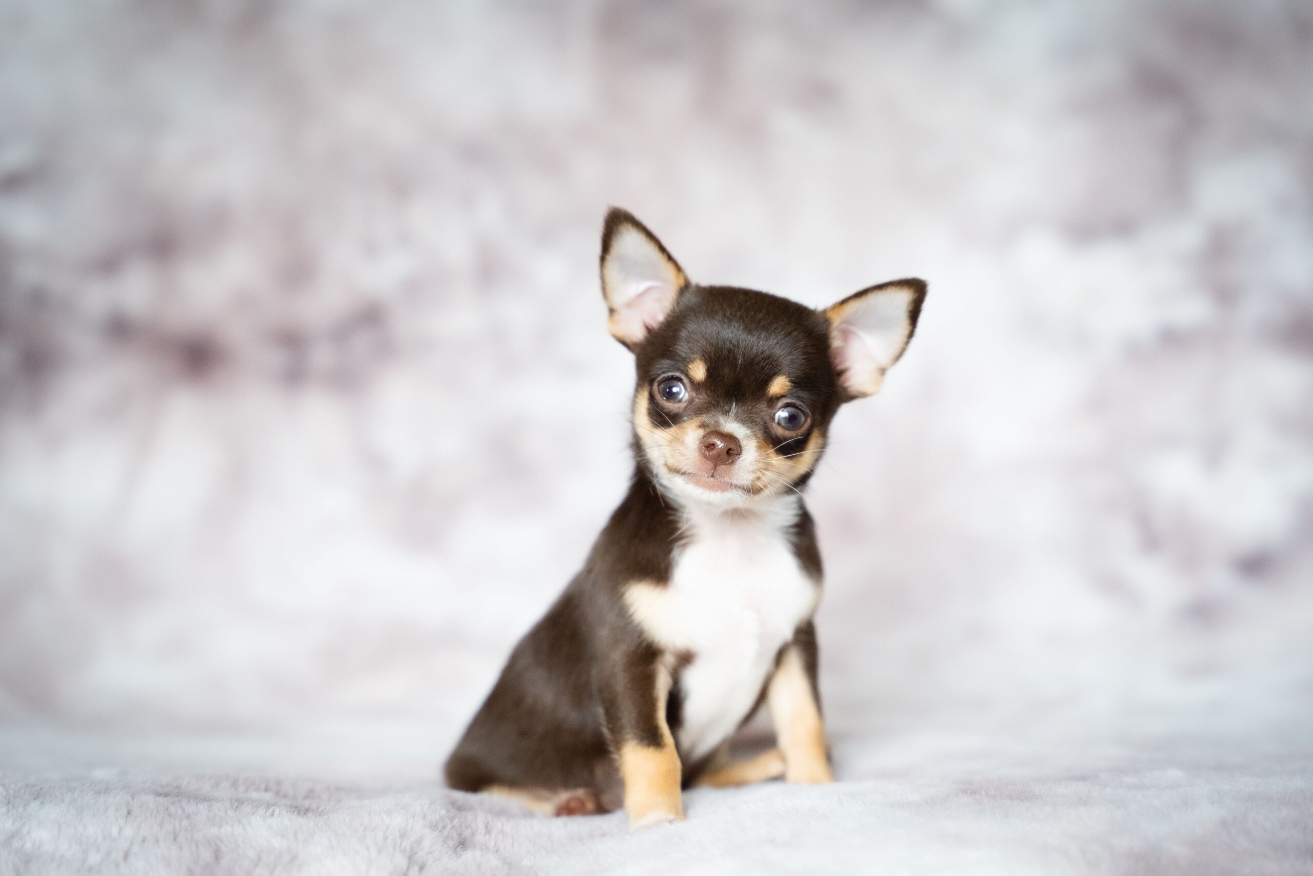 Chihuahua mit großen aufrechten Ohren im Freien