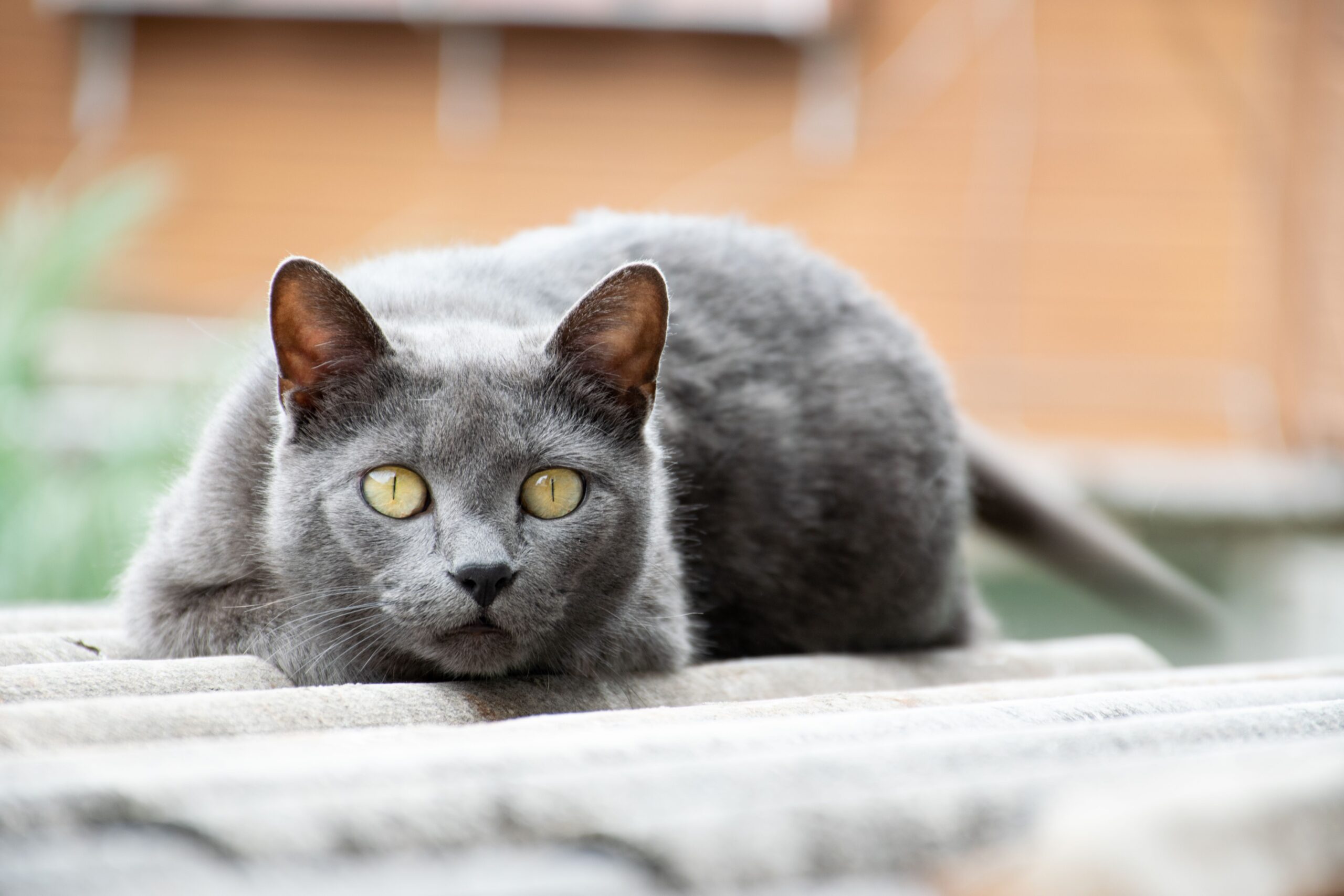 Chartreux Kartäuser Katze mit blau-grauem Fell und orangefarbenen Augen