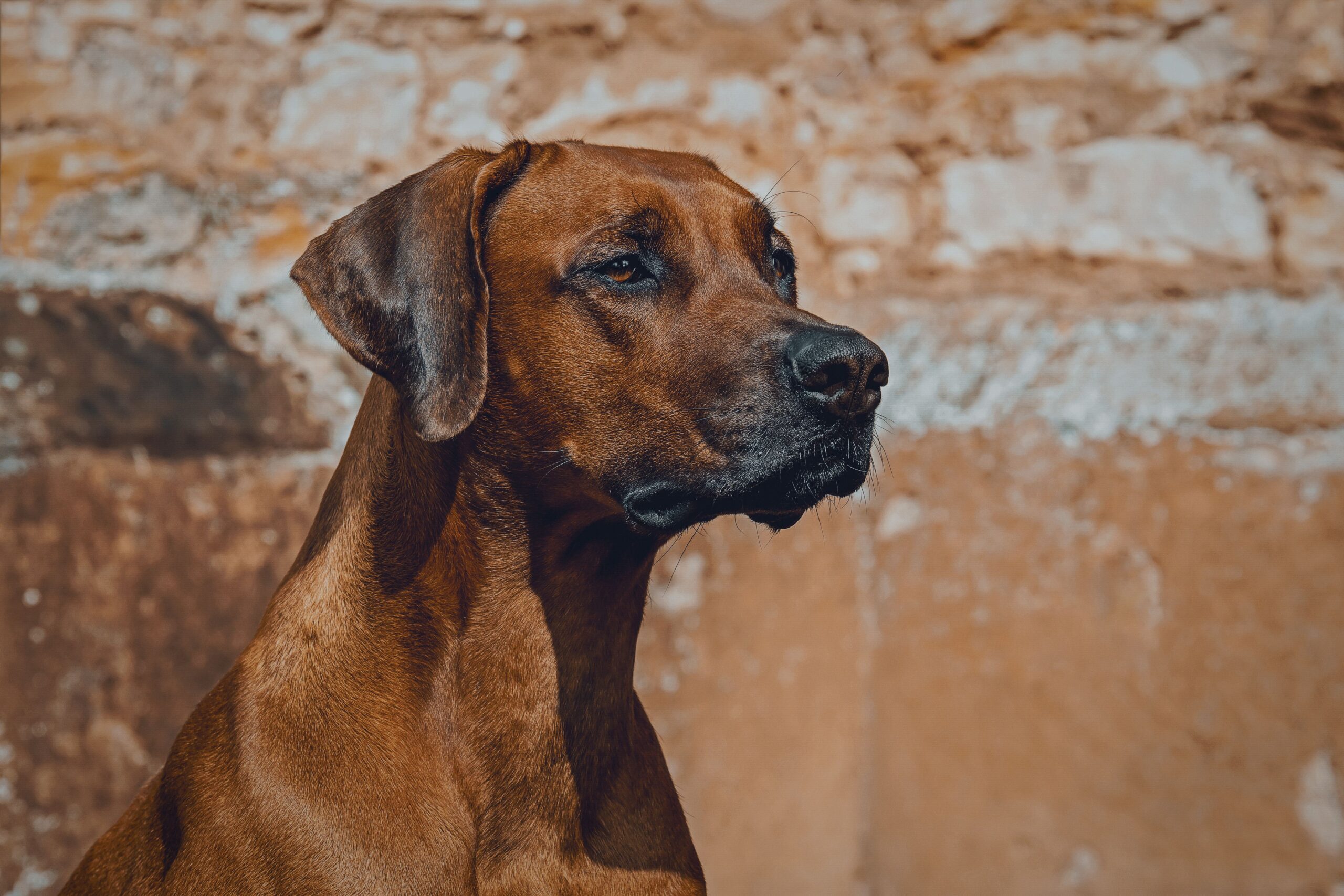 Rhodesian Ridgeback mit kräftigem Körperbau